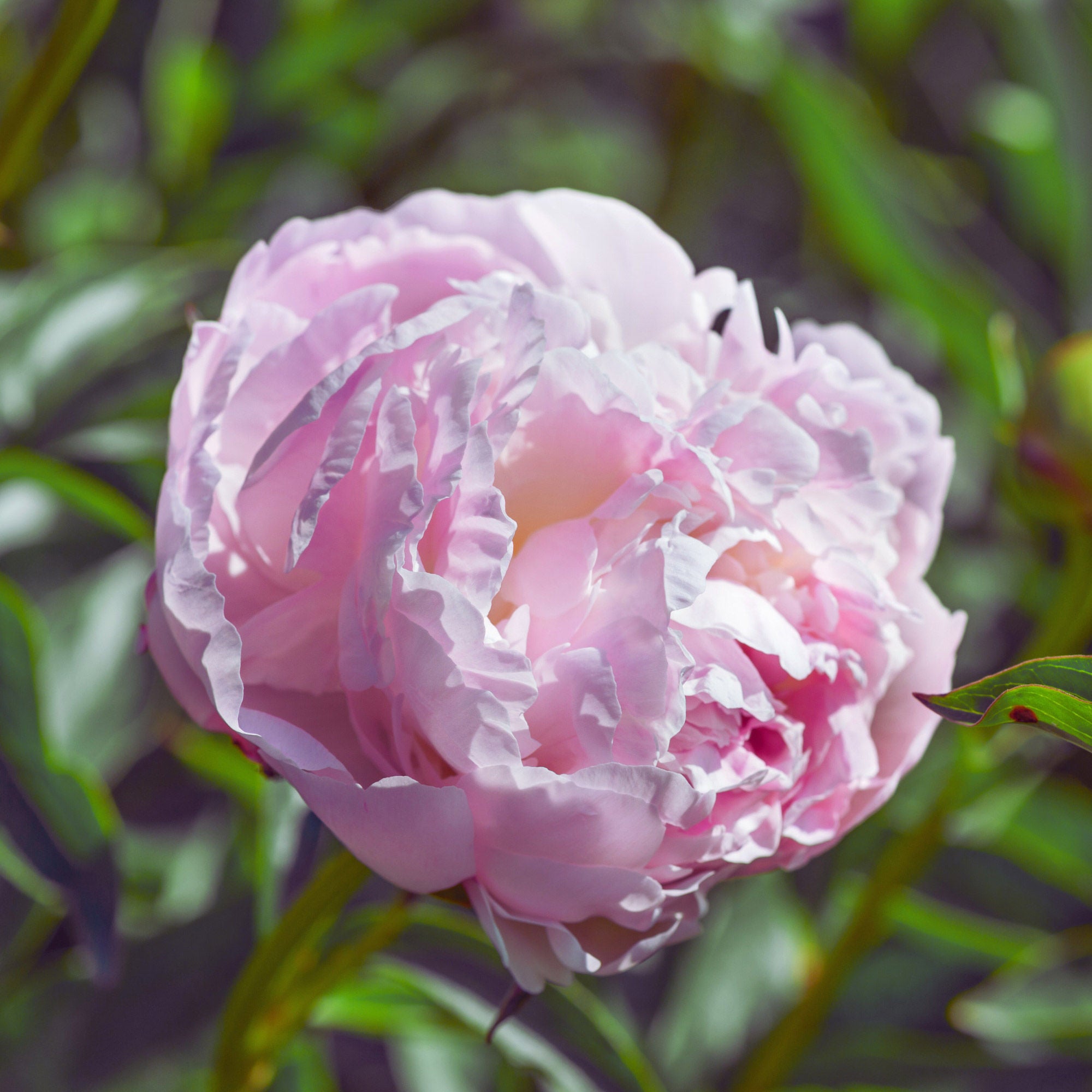 Alder & Oak Peony