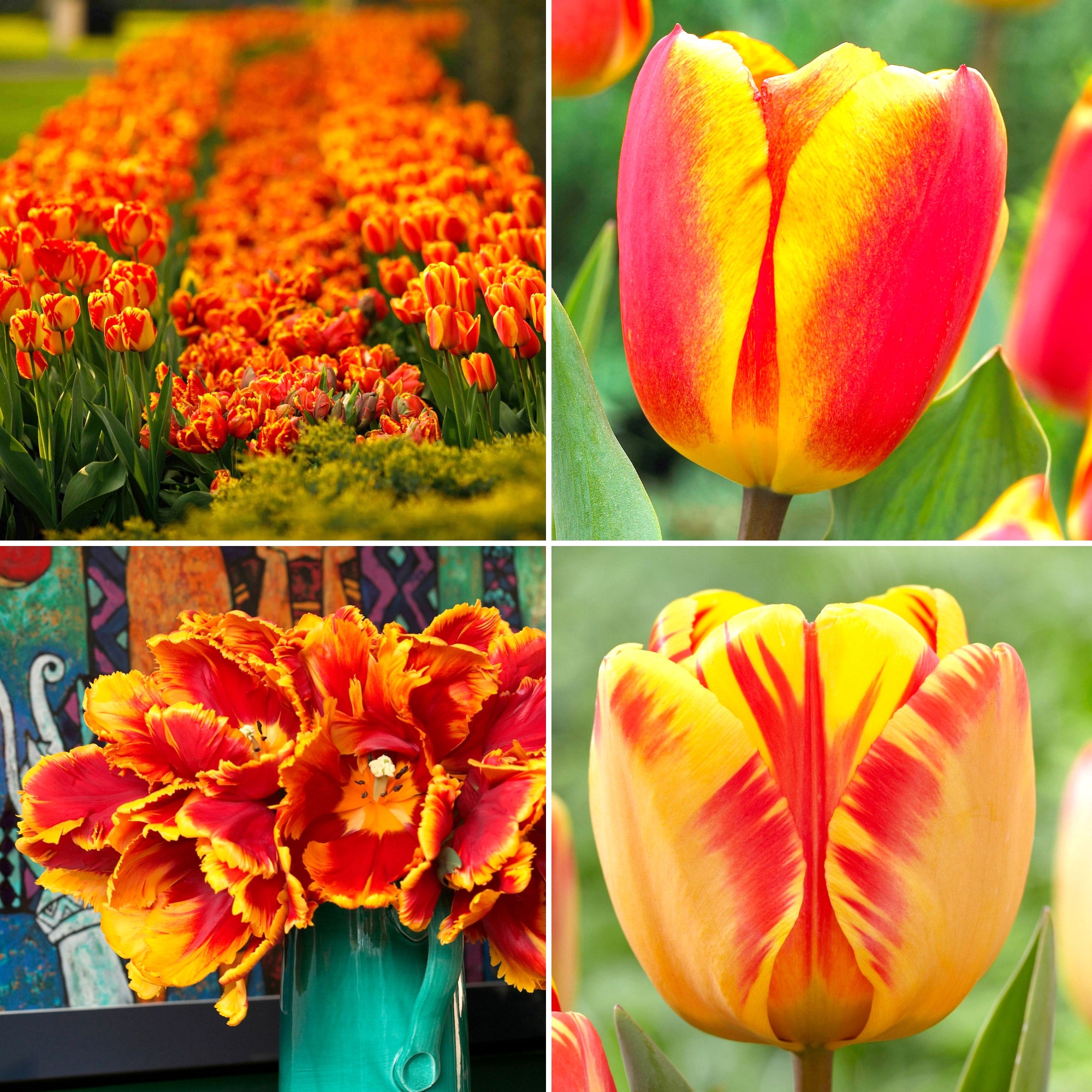Red and Yellow Tulips