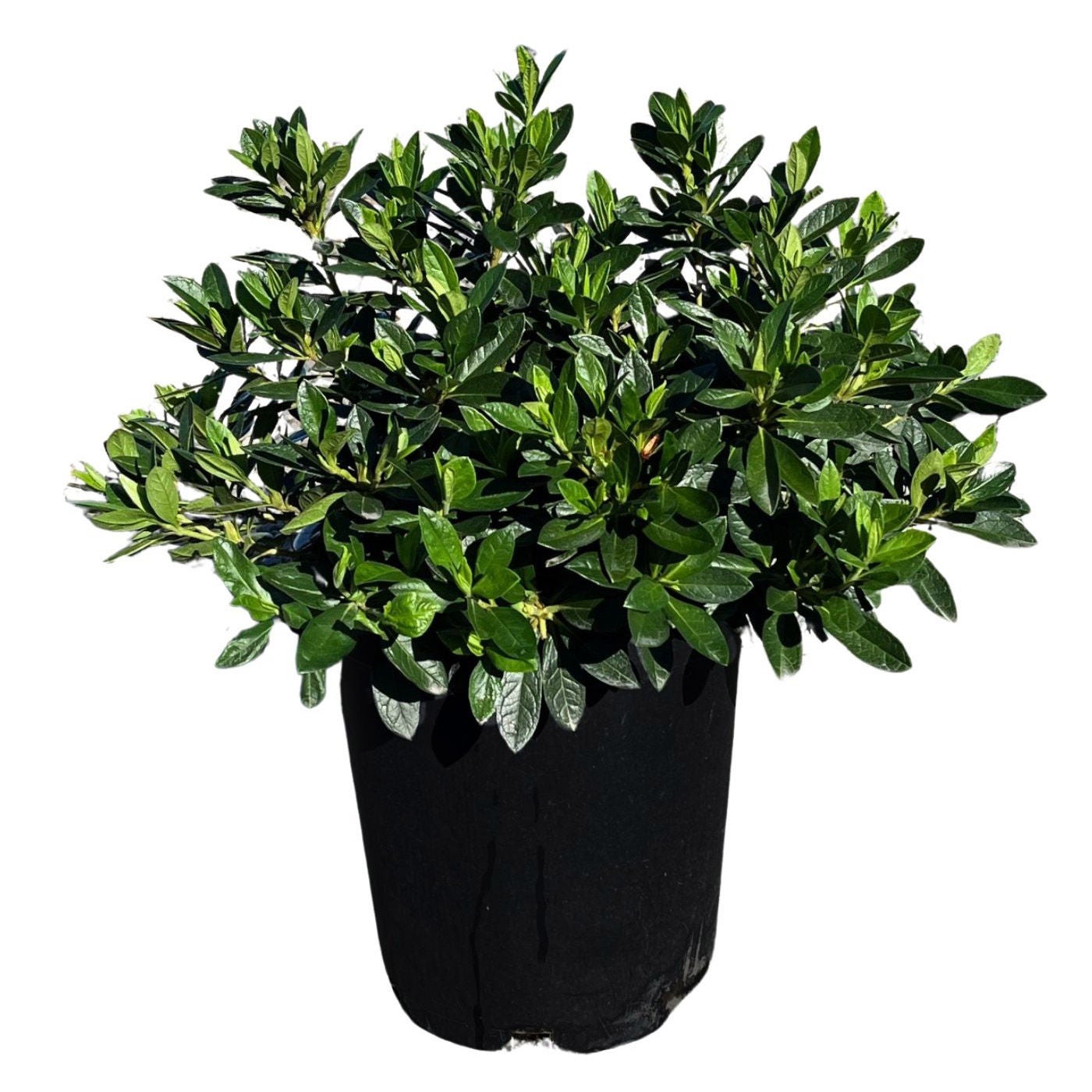 Alder & Oak Azalea Shrub