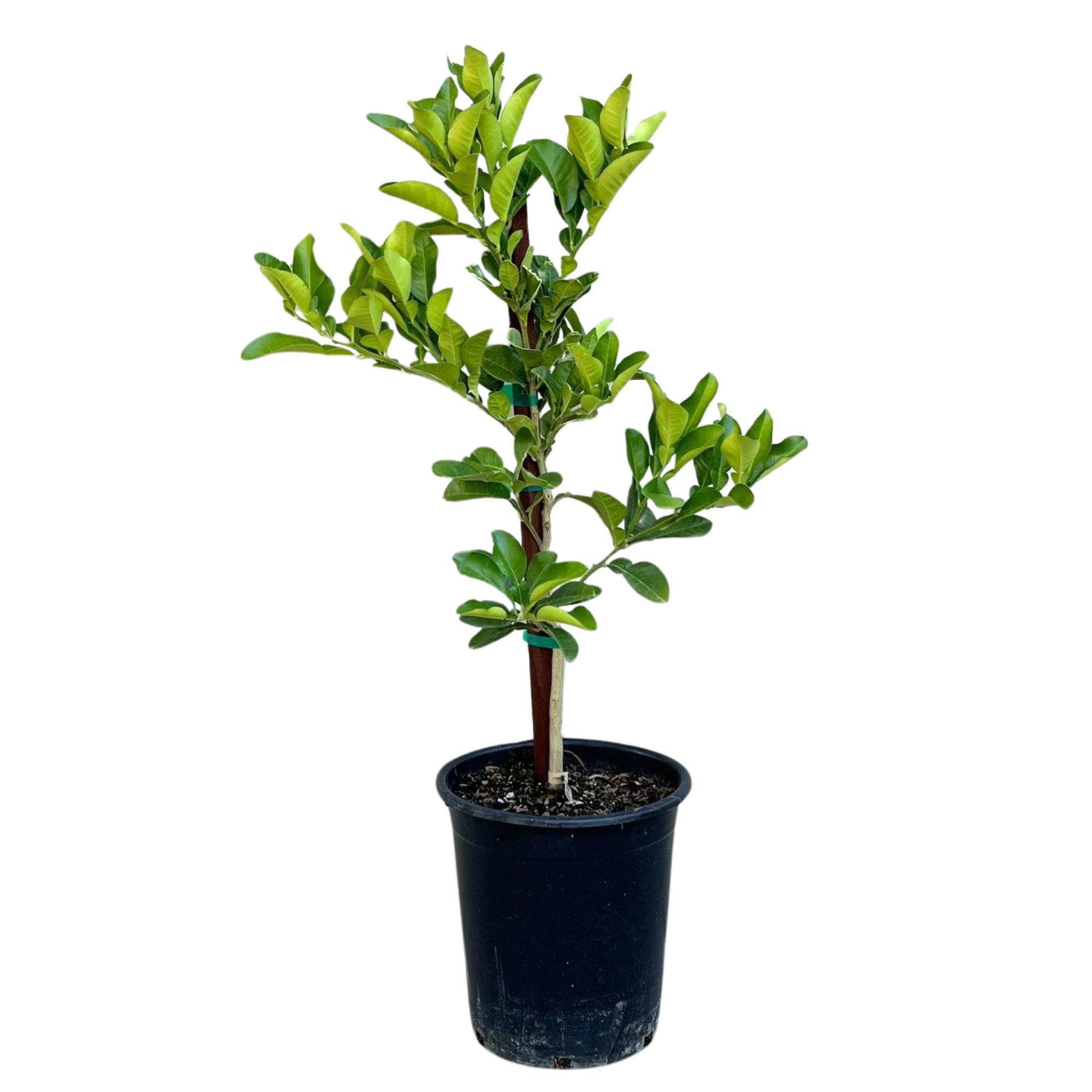 Tahitian Pomelo Semi-Dwarf Tree