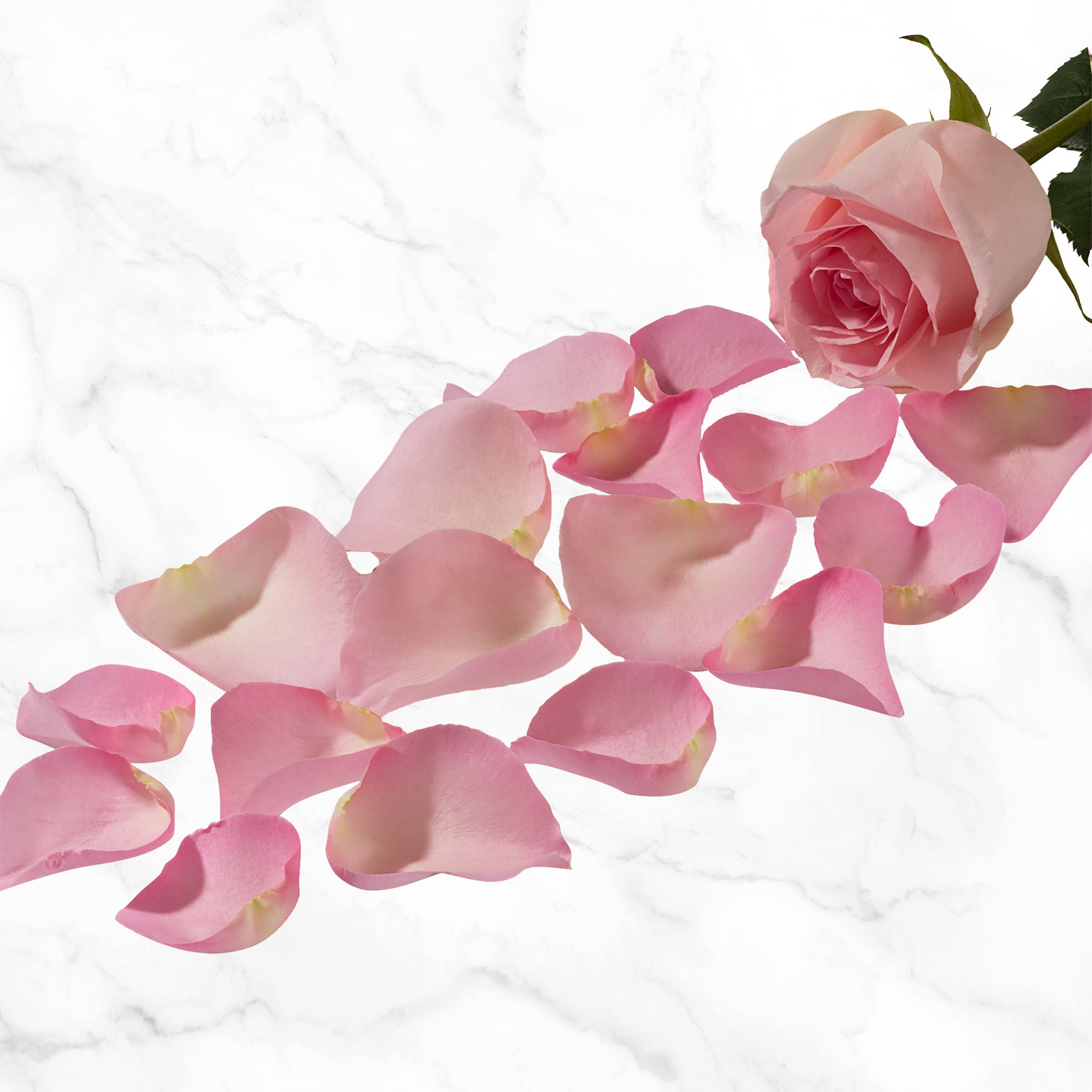 Rose Petals
