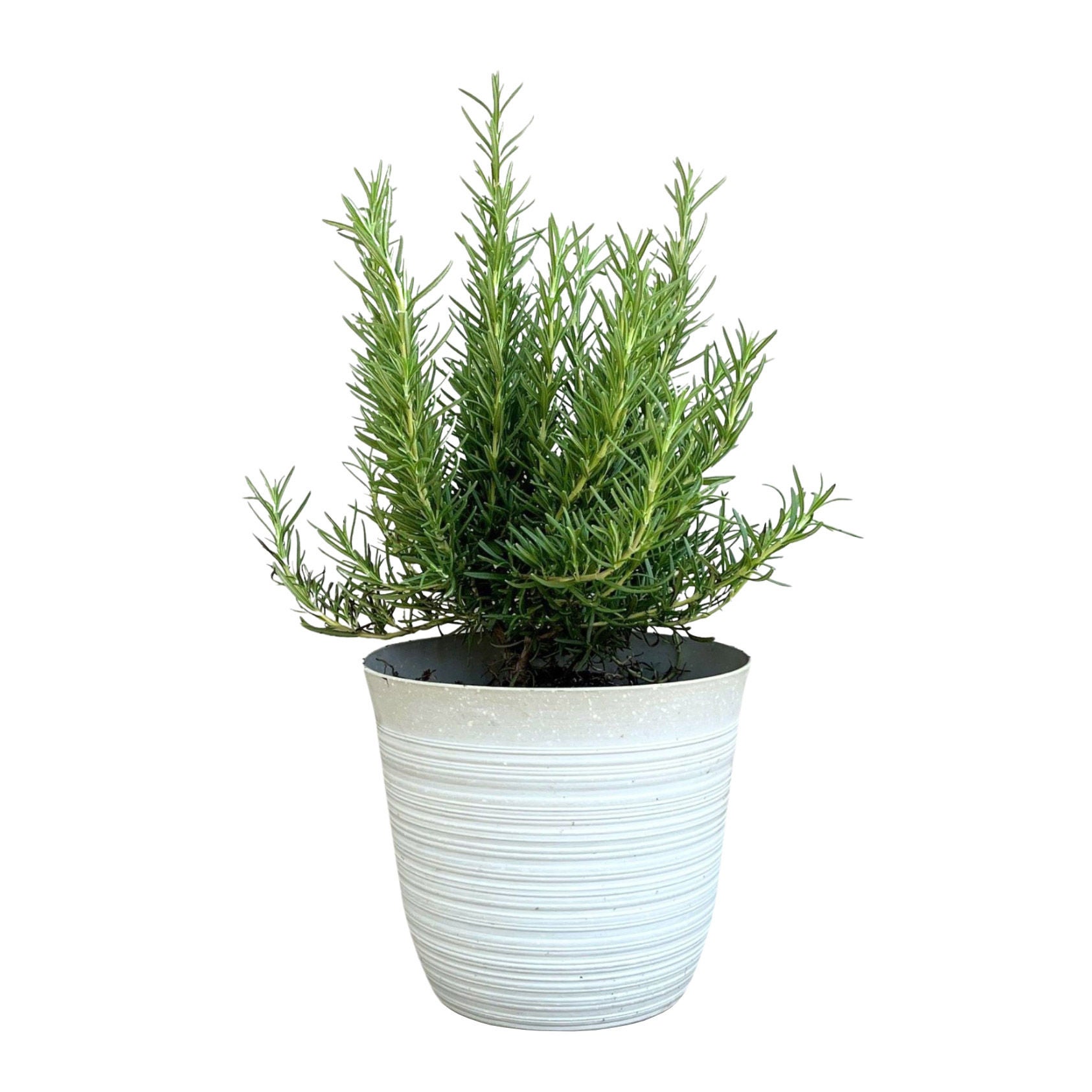 Alder & Oak Patio Ready Rosemary
