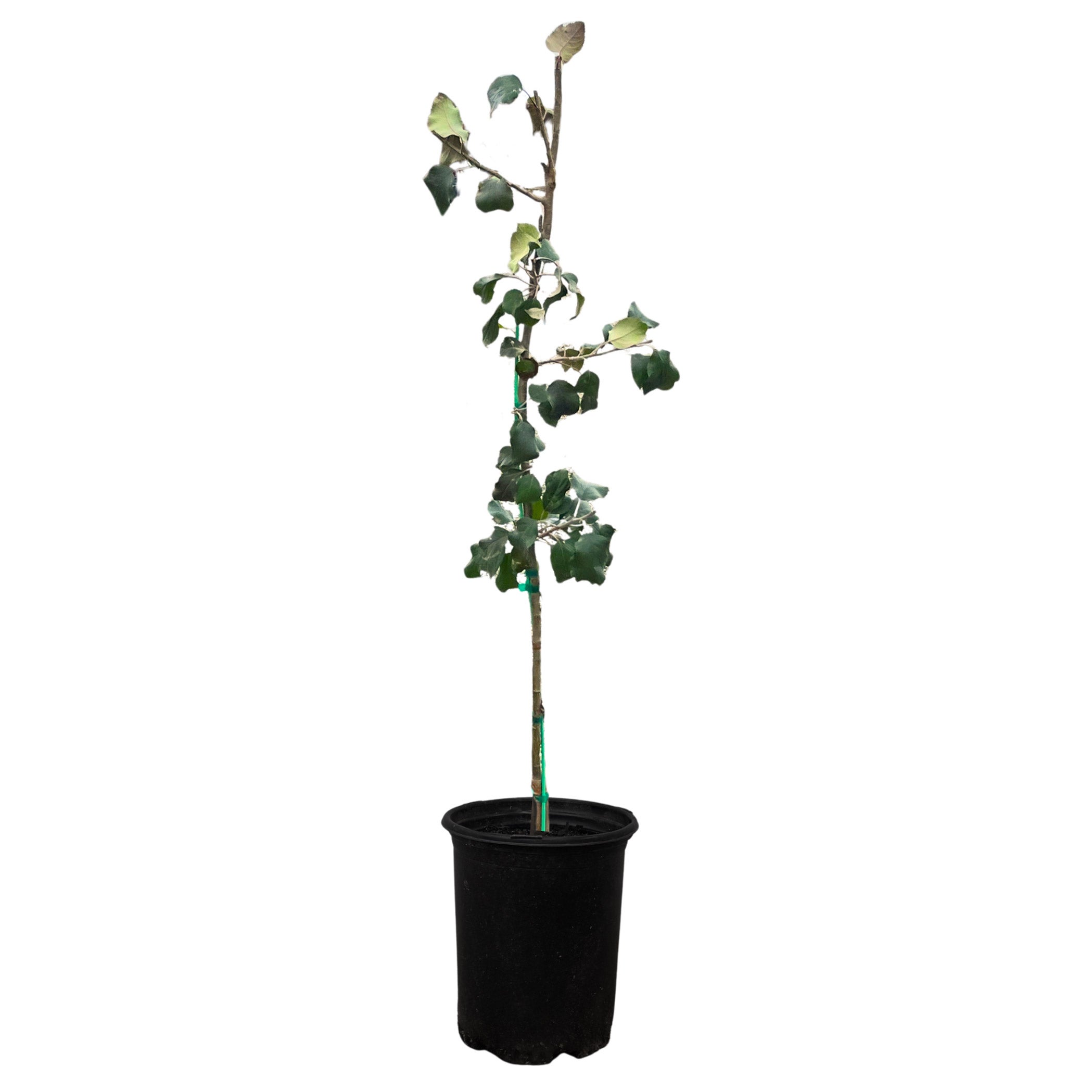 Alder & Oak EZ- Pick Apple Tree