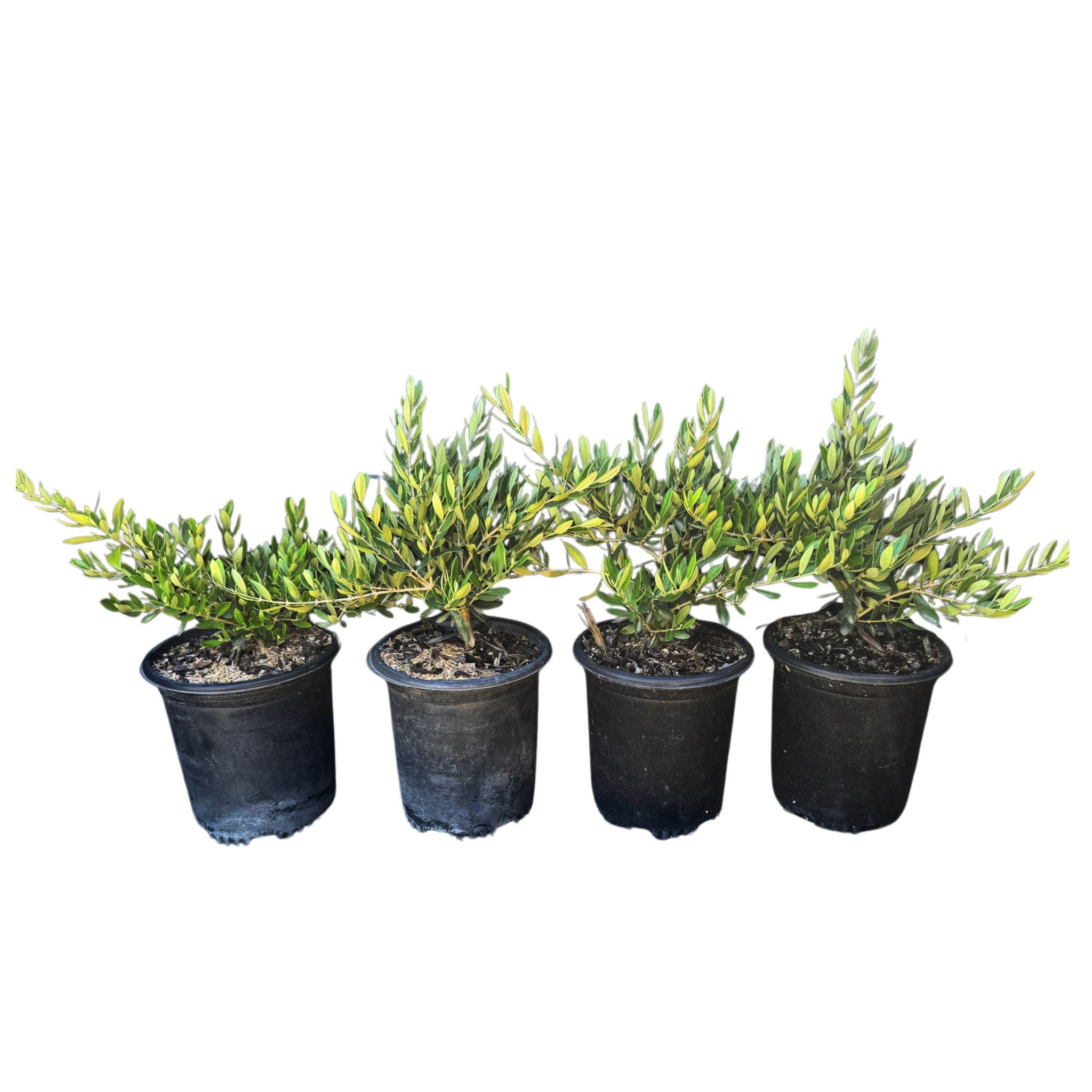 Alder & Oak Non-fruiting ‘Petite' Olive, 4-pack