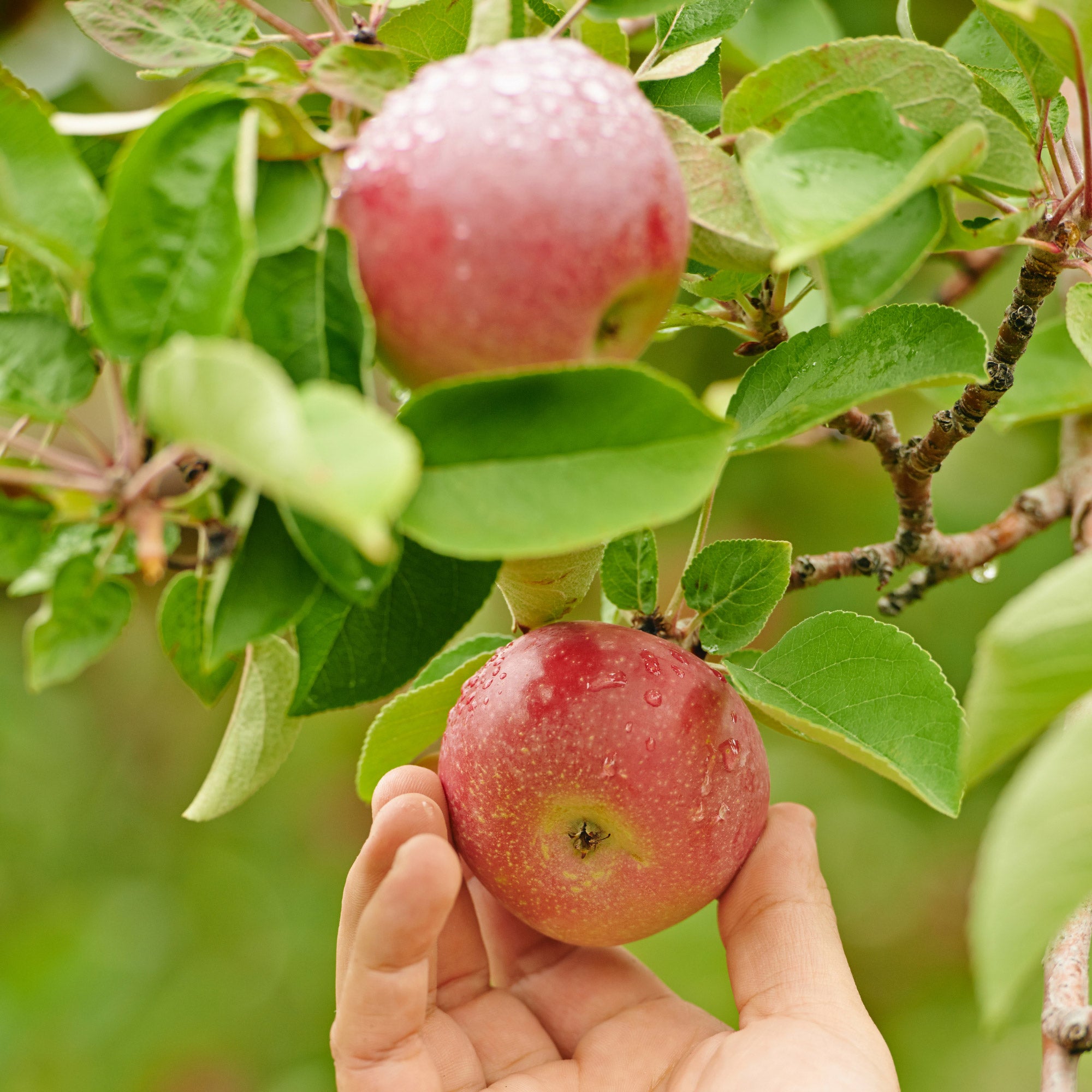 Alder & Oak EZ- Pick Apple Tree