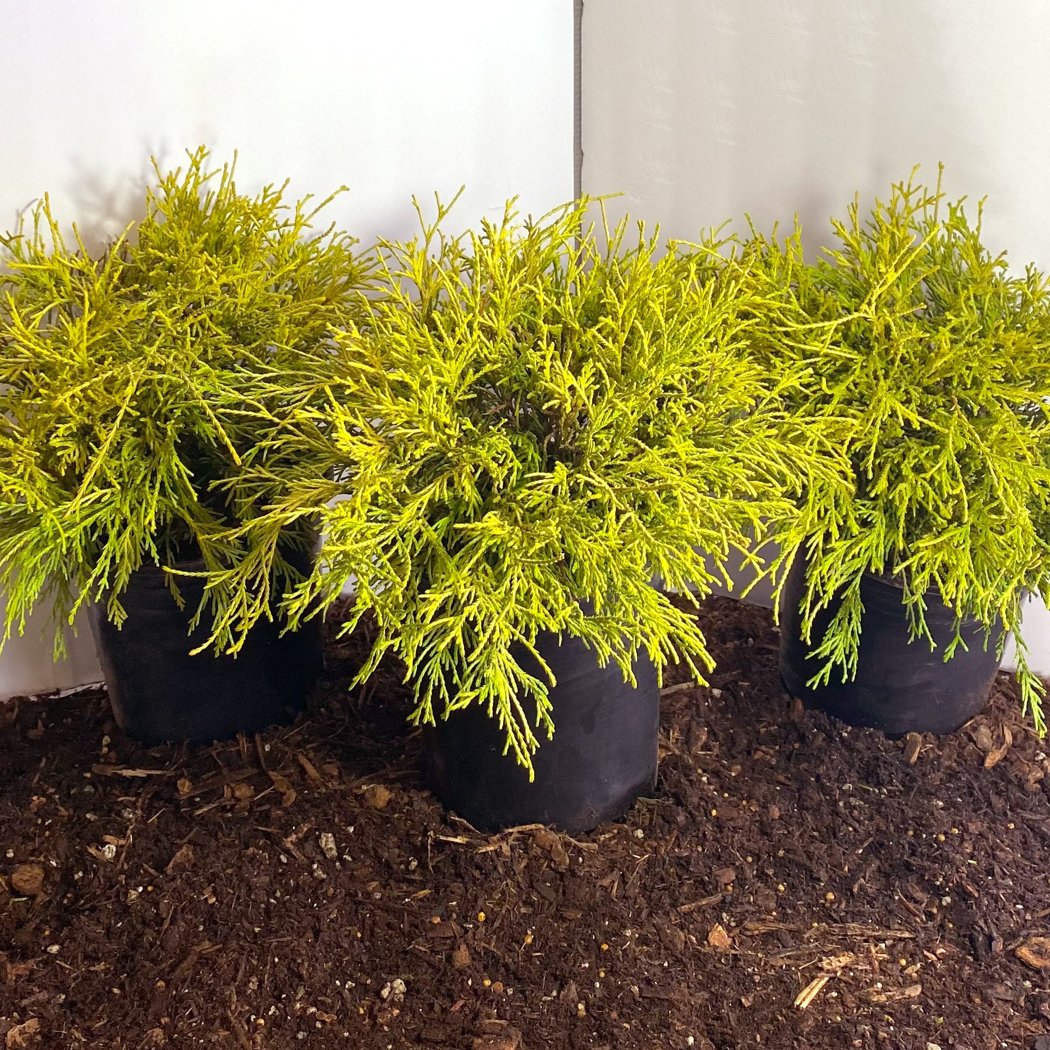 King’s Gold False Cypress, 3-pack