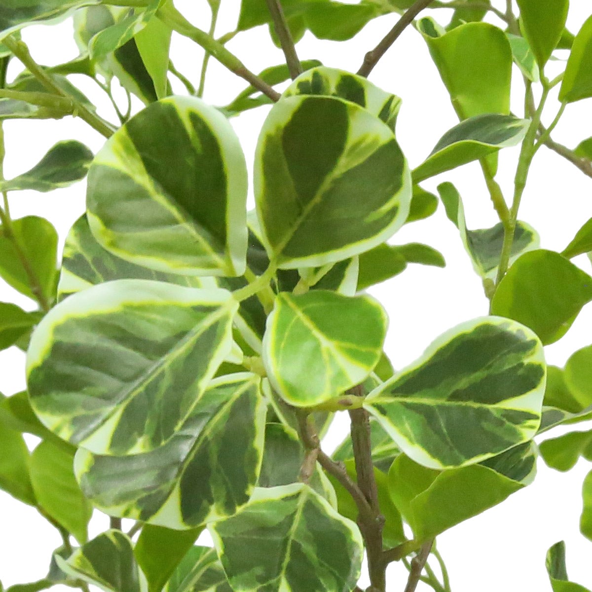Faux 6.5' Ficus Tree