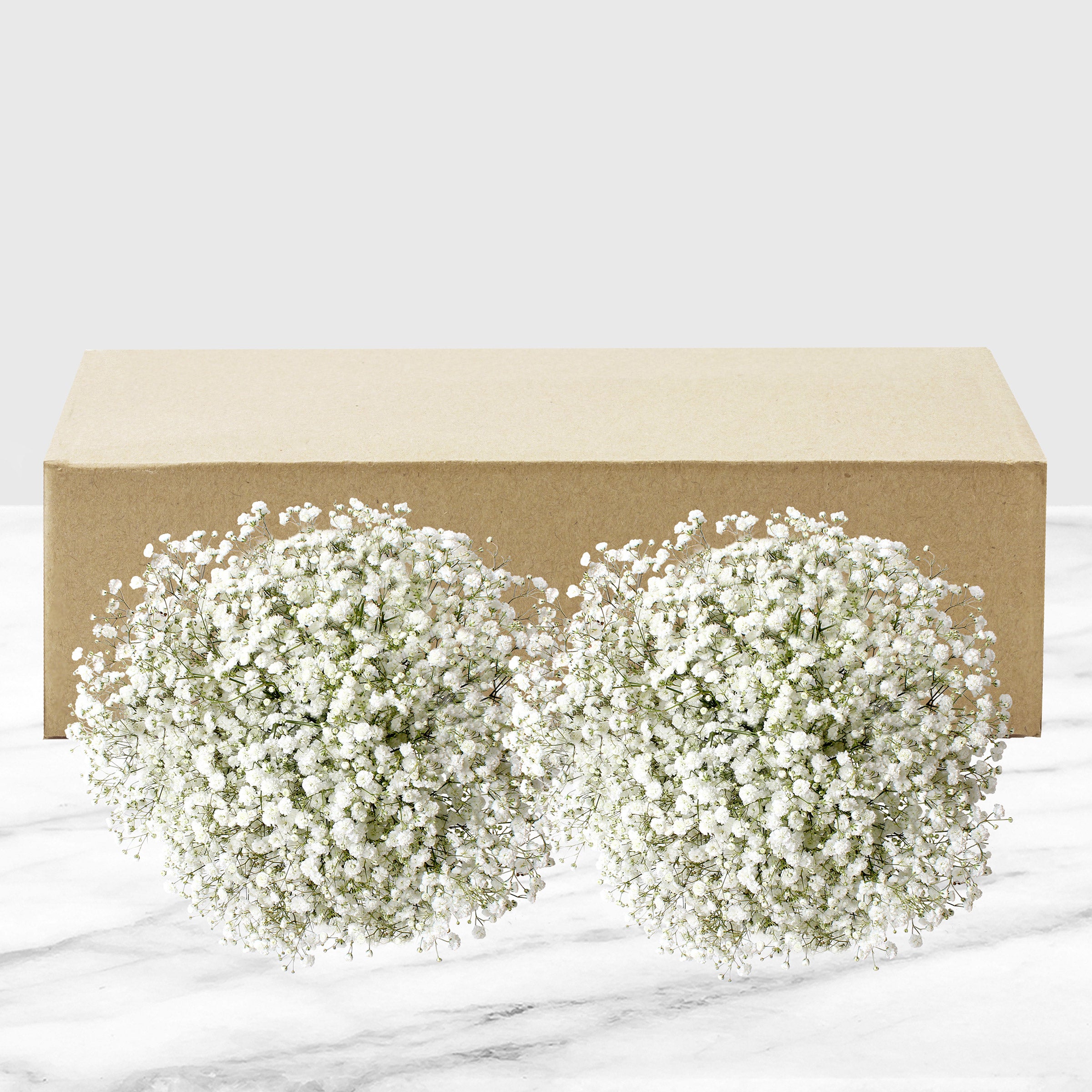 100-stem Baby's Breath