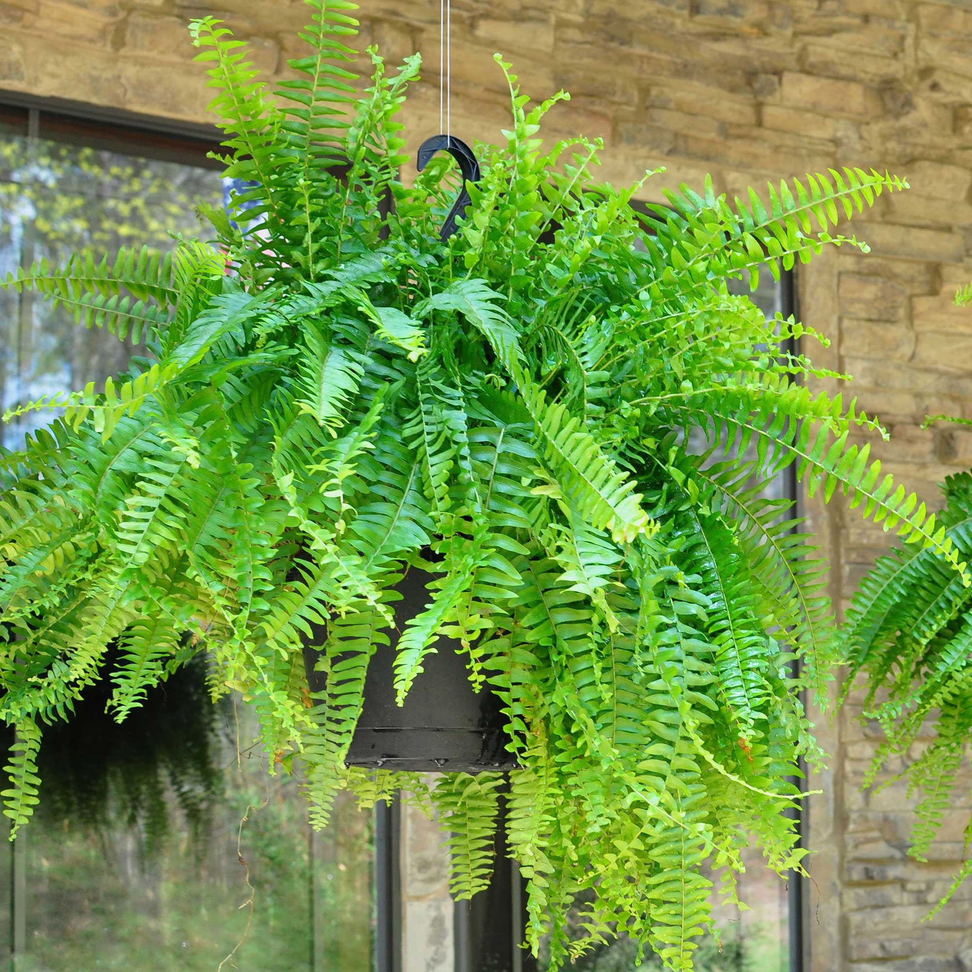 Easy to Care Boston Fern Houseplant in 10 in. Nursery Pot, 2-pack