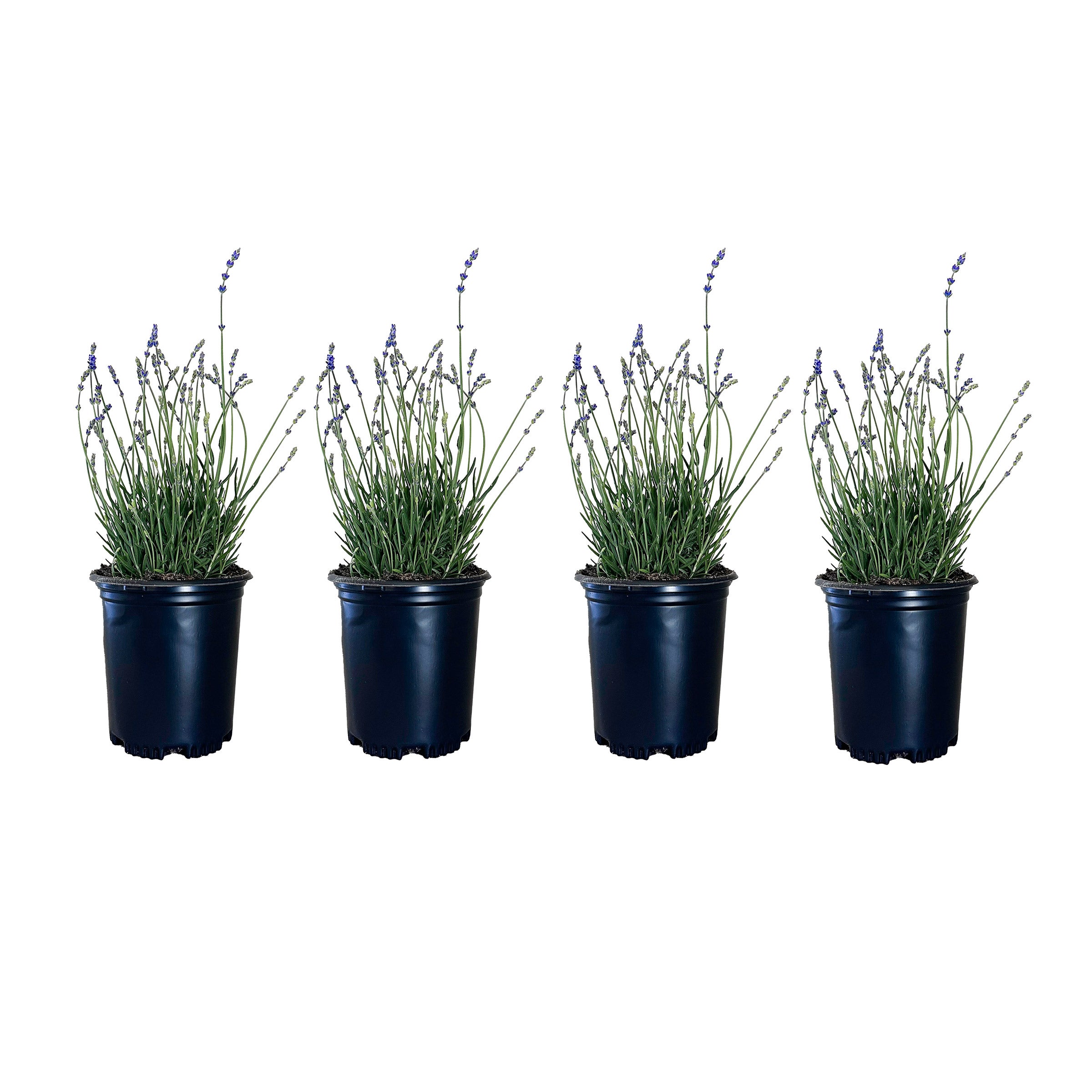 Alder & Oak Lavender, 4-pack