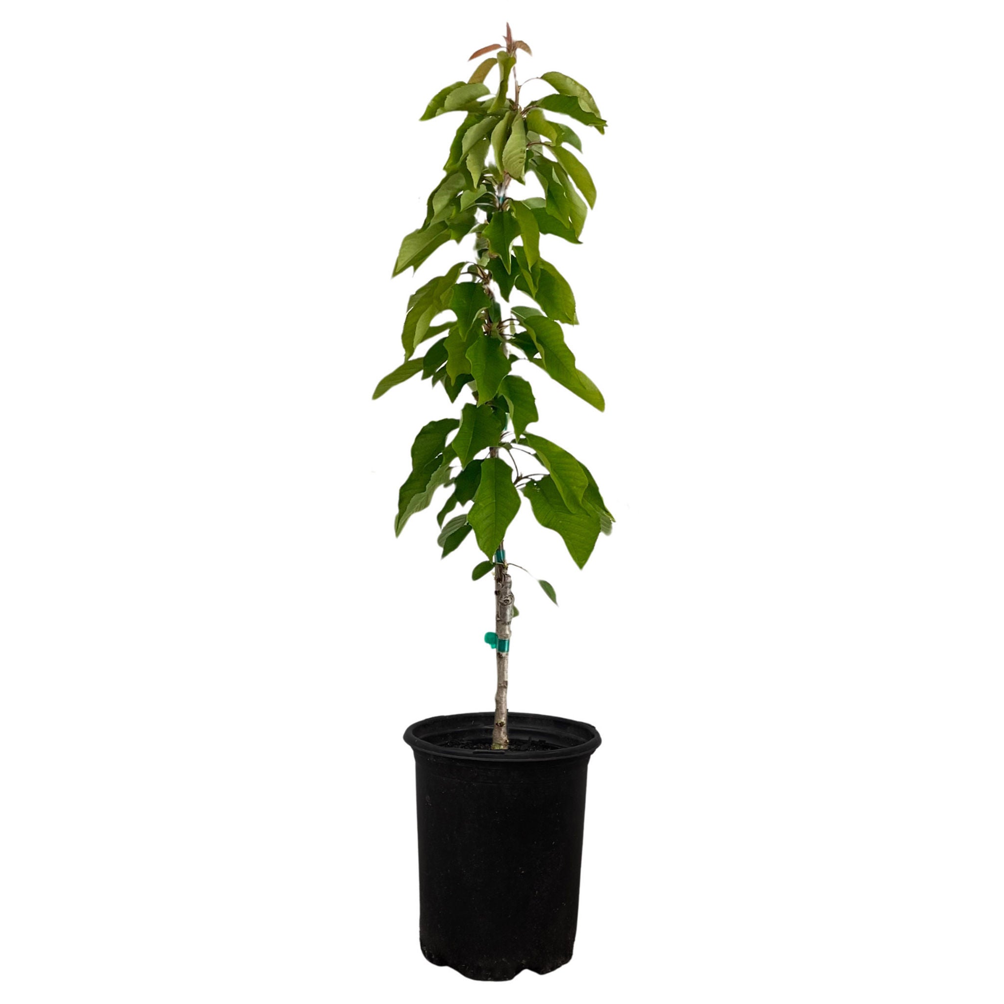 Alder & Oak EZ- Pick Cherry Tree
