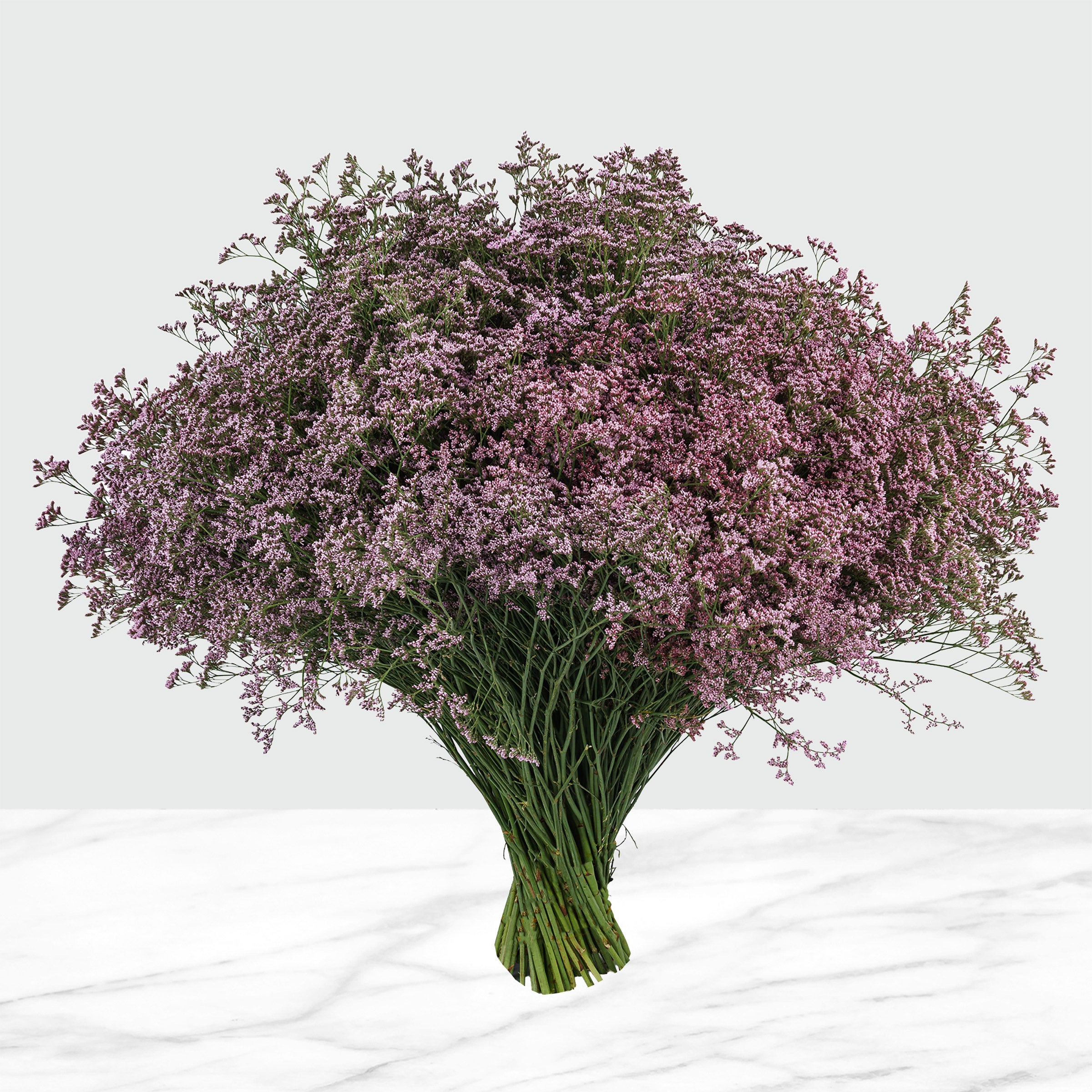 100-Stems Limonium