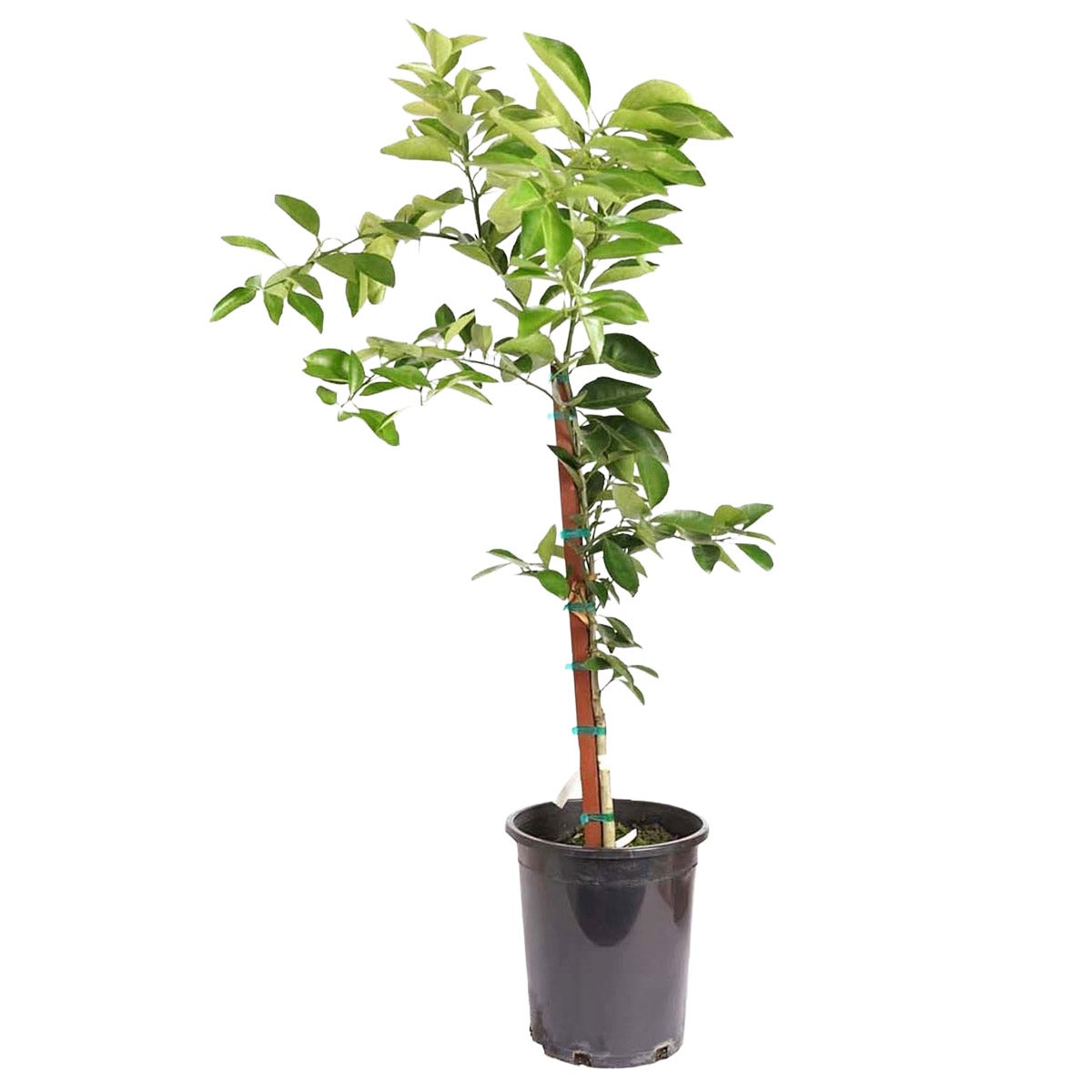 Alder and Oak Washington Navel Orange Tree