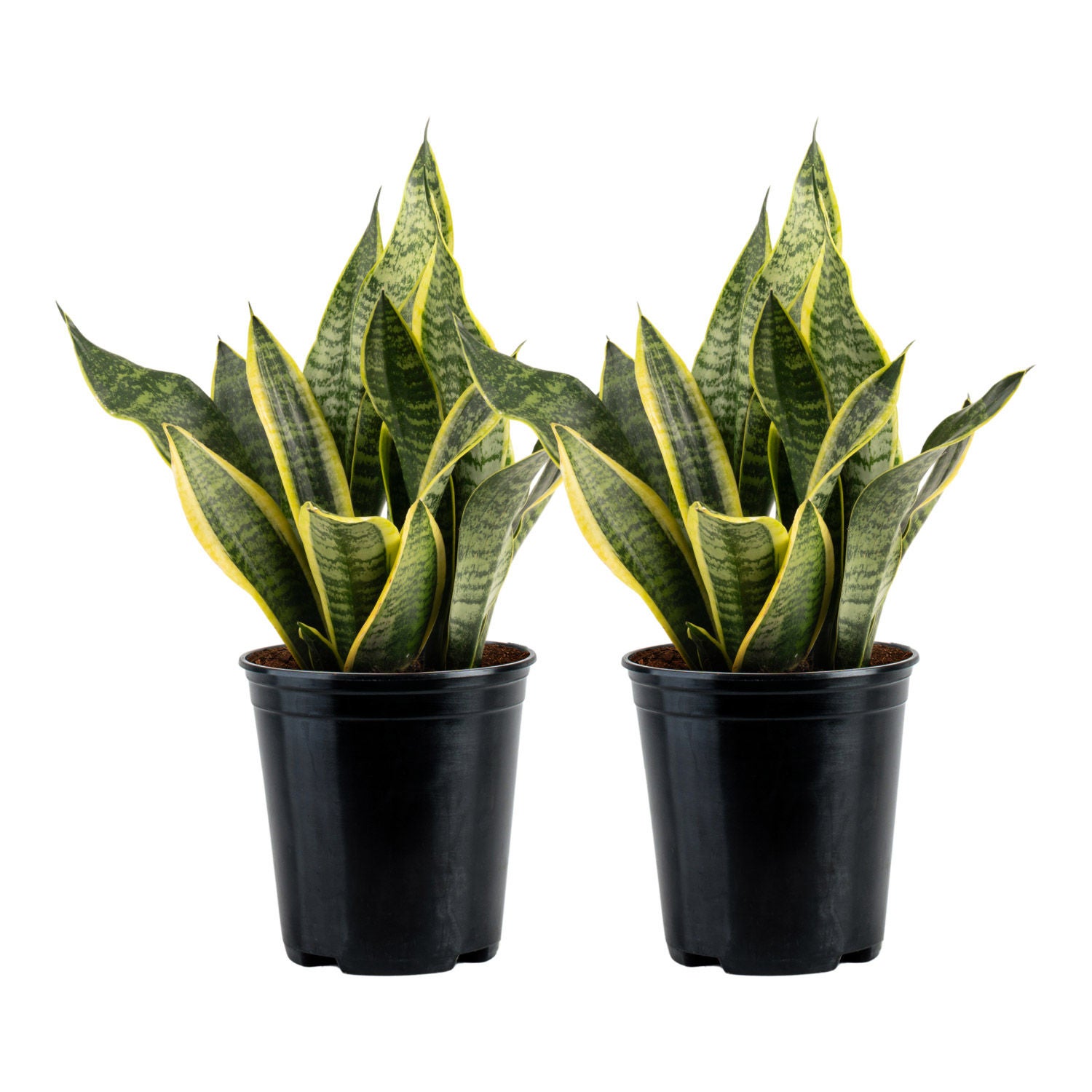 Costa Farms Sansevieria, Snake Plant, Houseplant in Nursery Pot, 2-pack