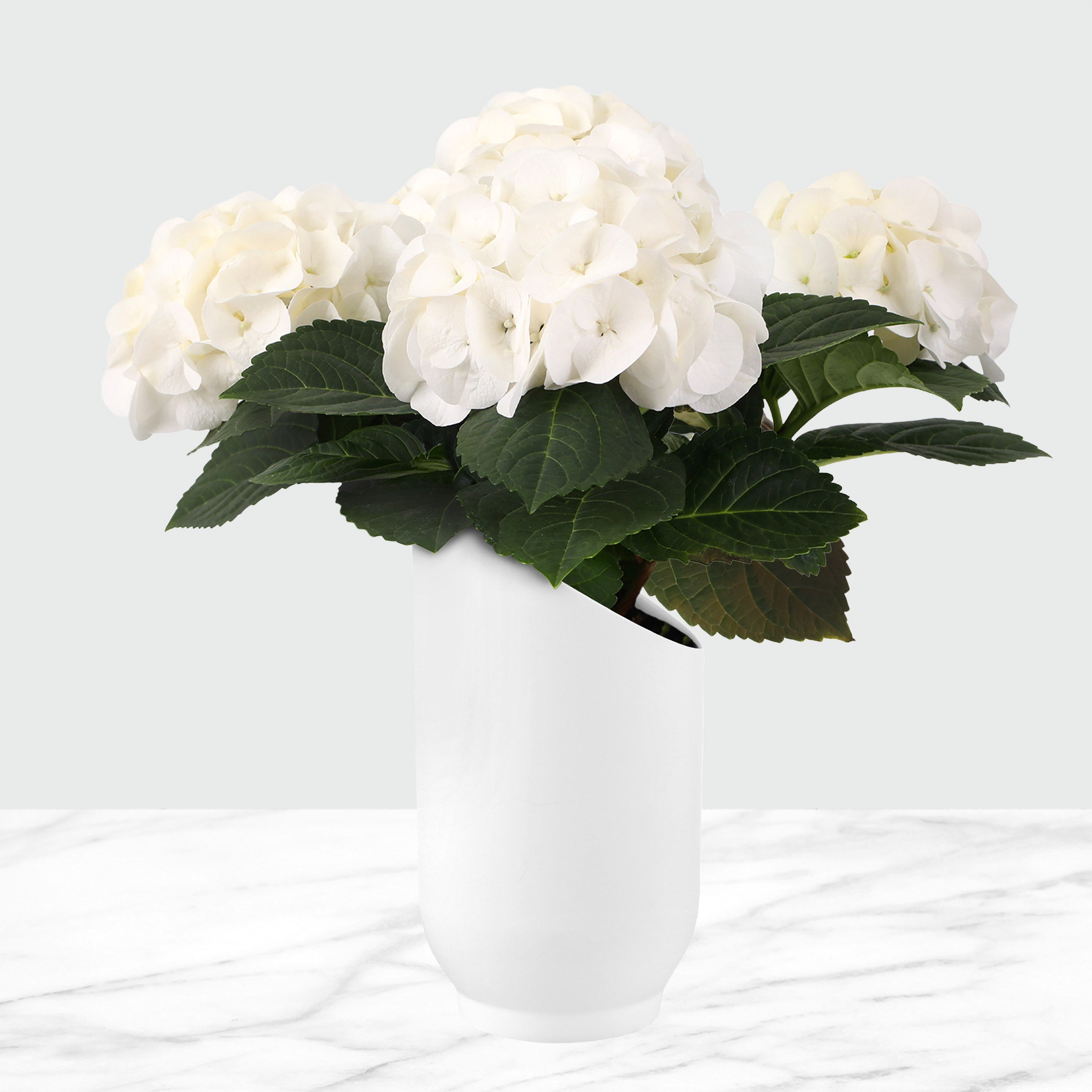 5” Live Hydrangea in White Floramax Pot – Assorted Colors