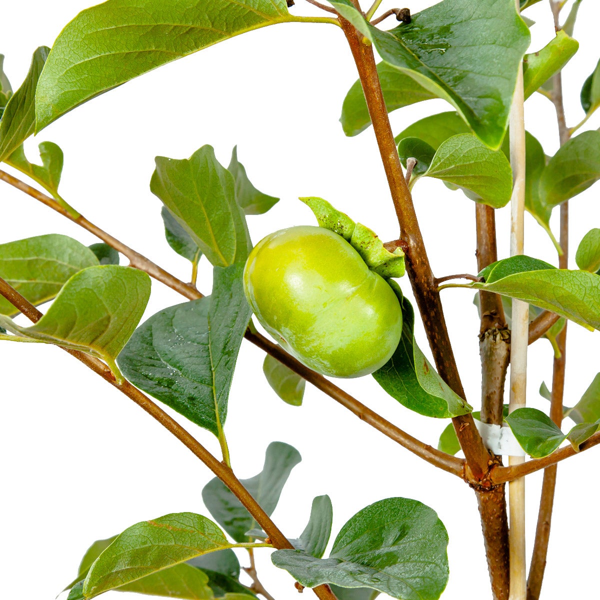 Fuyu Persimmon 5 Gallon, 2-pack