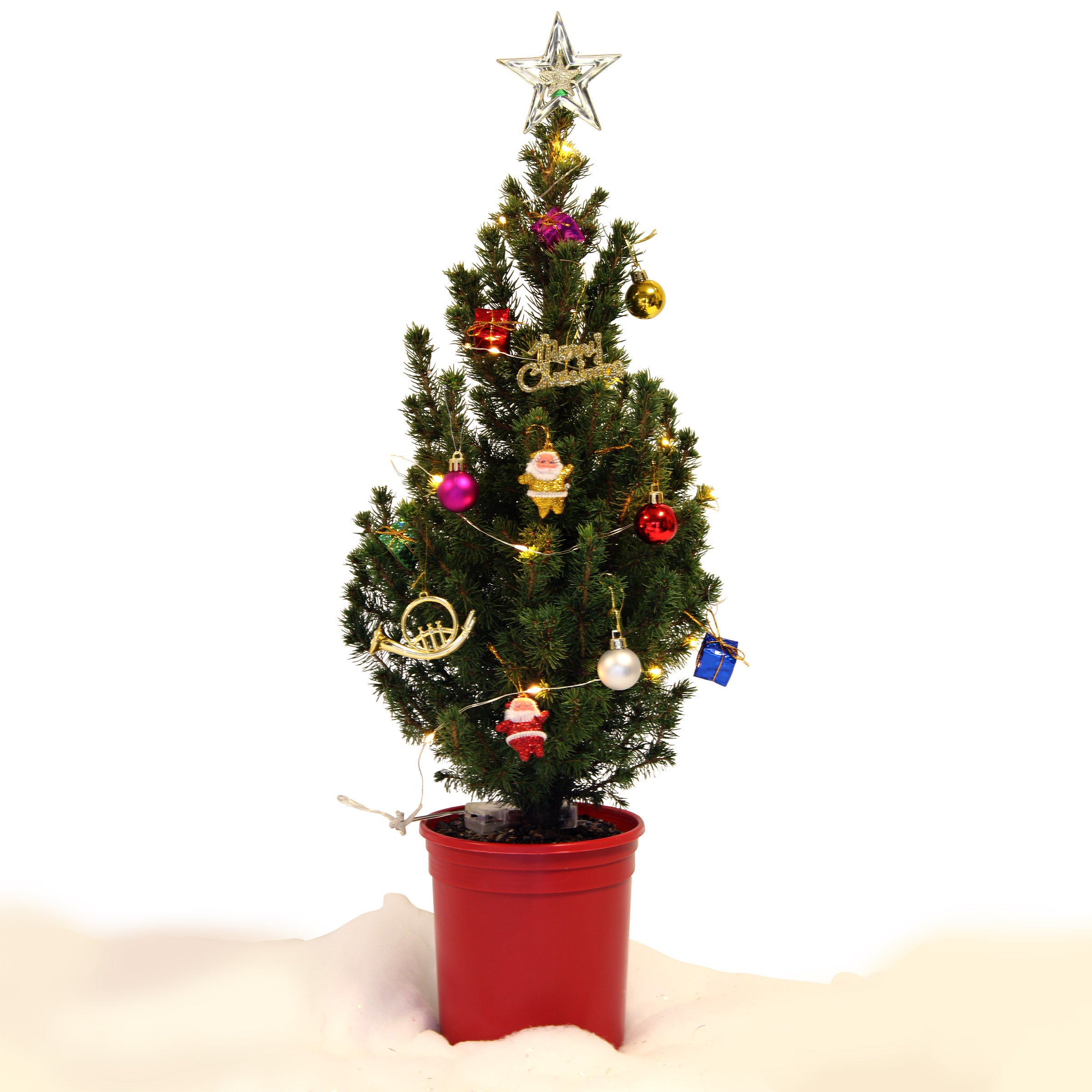 1-Gal. Dwarf Alberta Spruce Holiday Decorating Kit