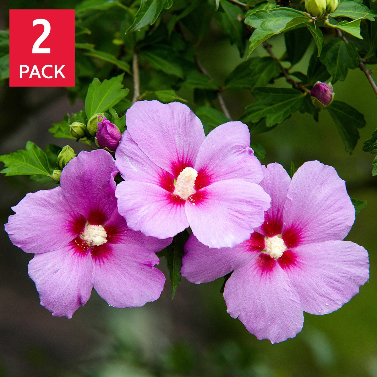Longfield Gardens Tree Form Shrubs, 2-pack