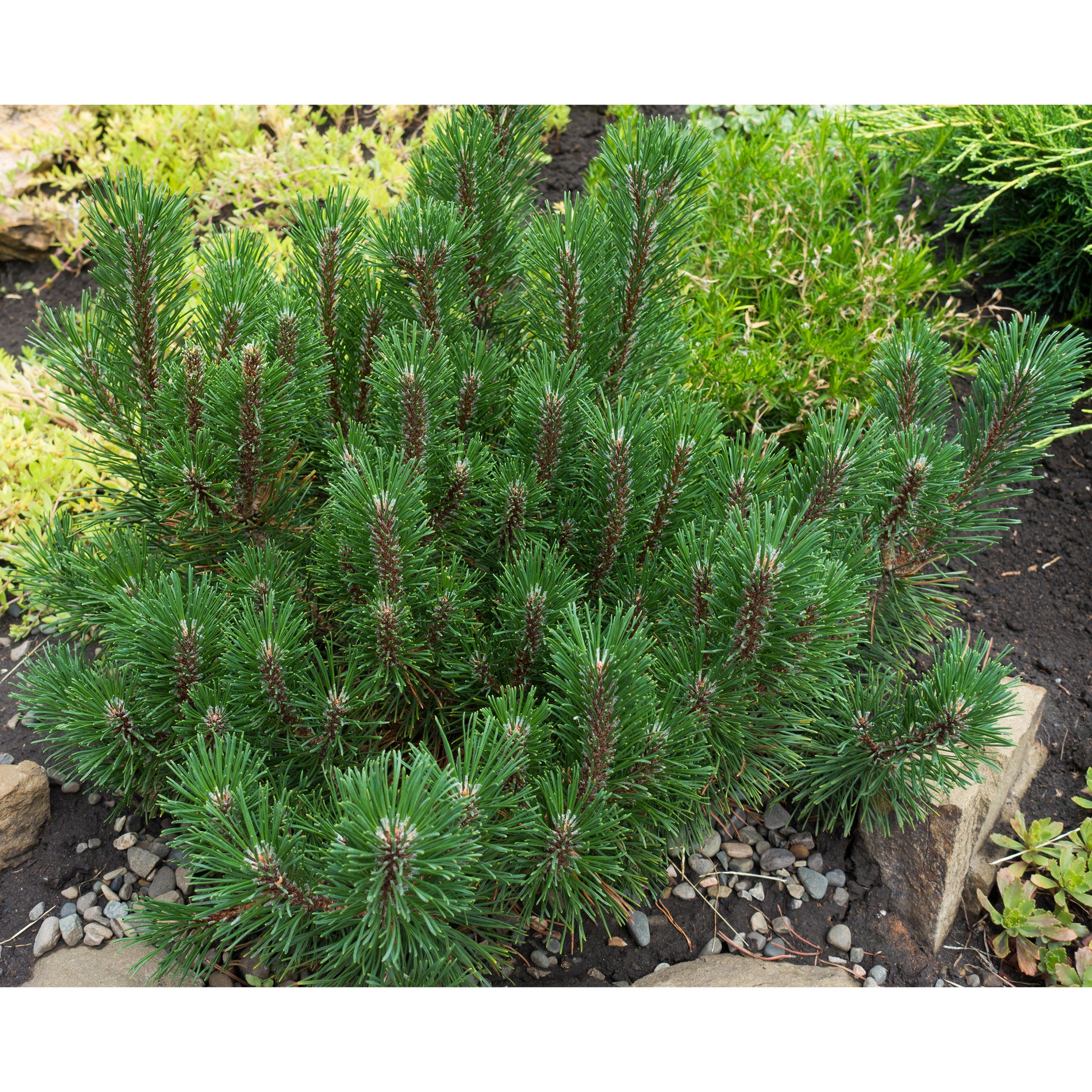 Pumilio Dwarf Mugo Pine, 3-pack