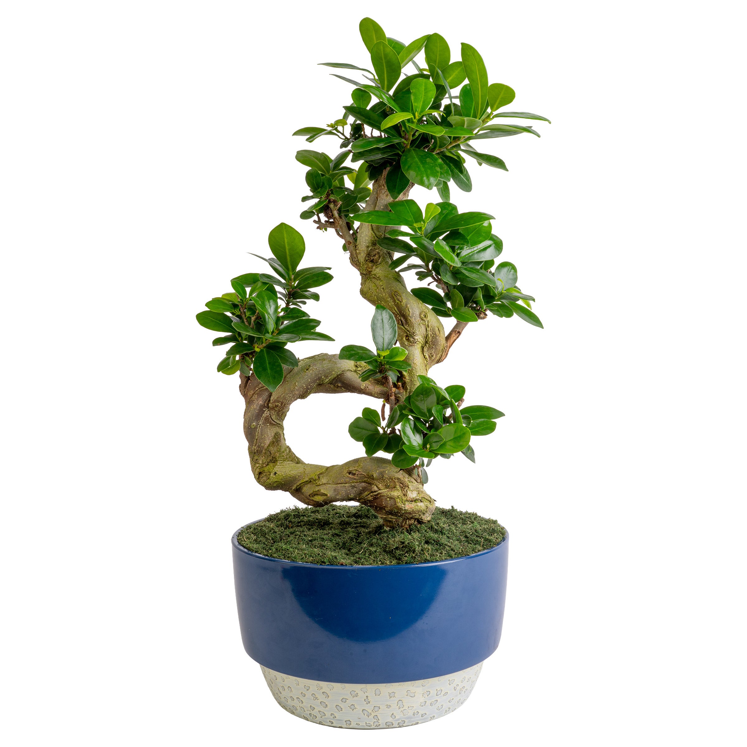 Costa Farms Bonsai in 8" Decor Pot