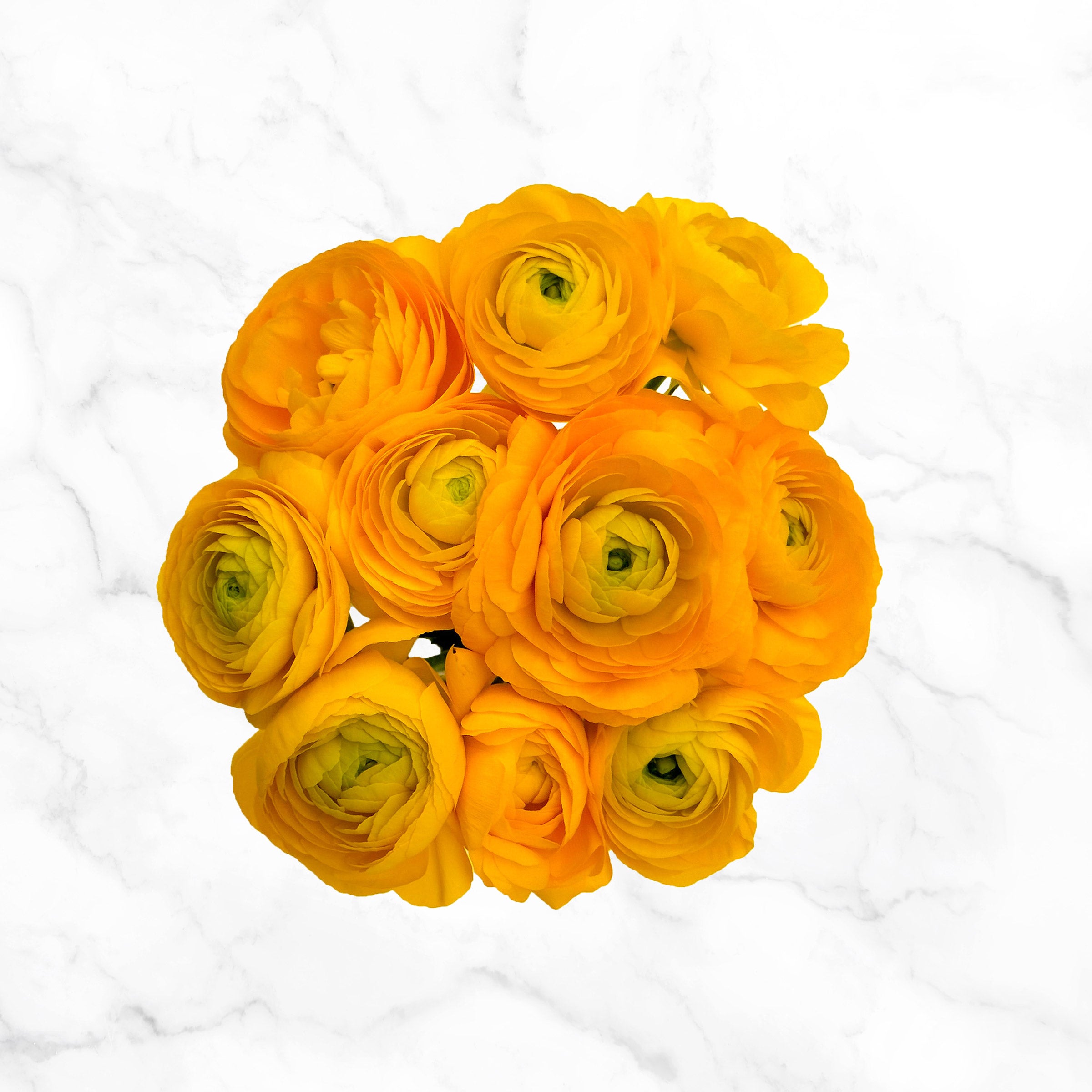 120-stem Ranunculus