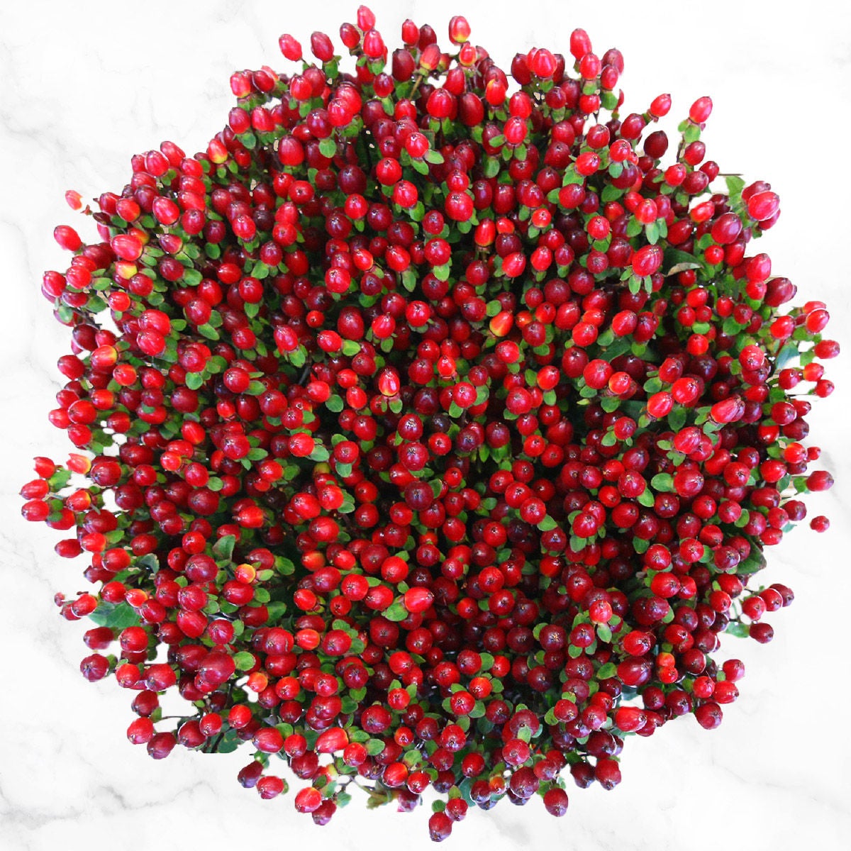 120-stem Hypericum