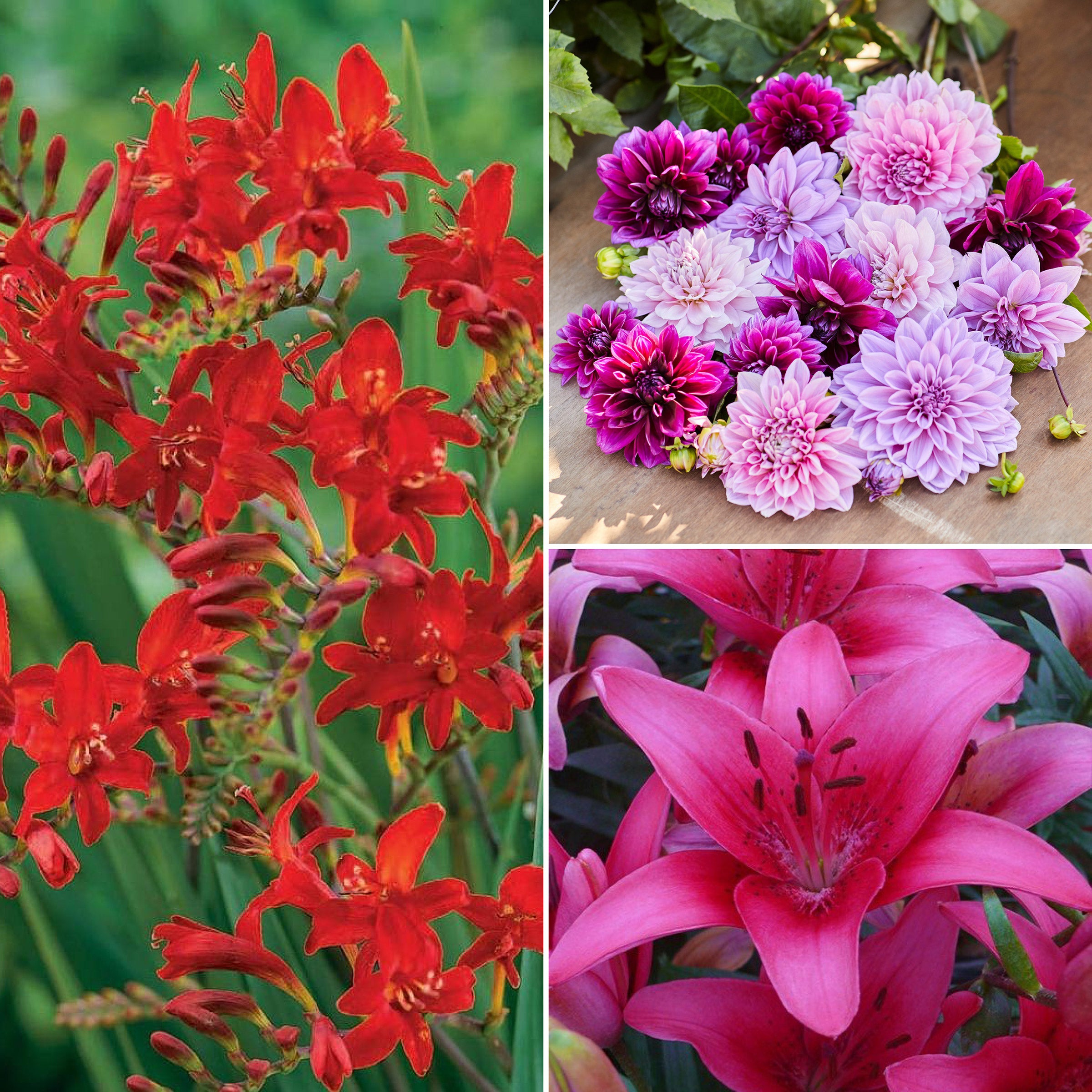 Pre-Order Longfield Gardens Pink and Purple Season, 300 Bulbs