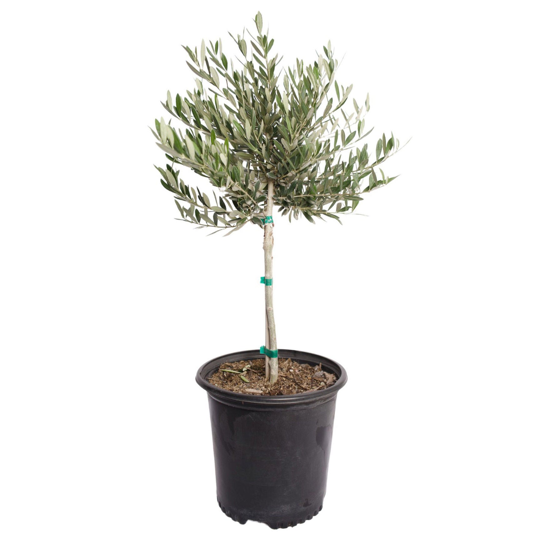 Alder & Oak Non-fruiting 'Petite' Olive Tree Topiary