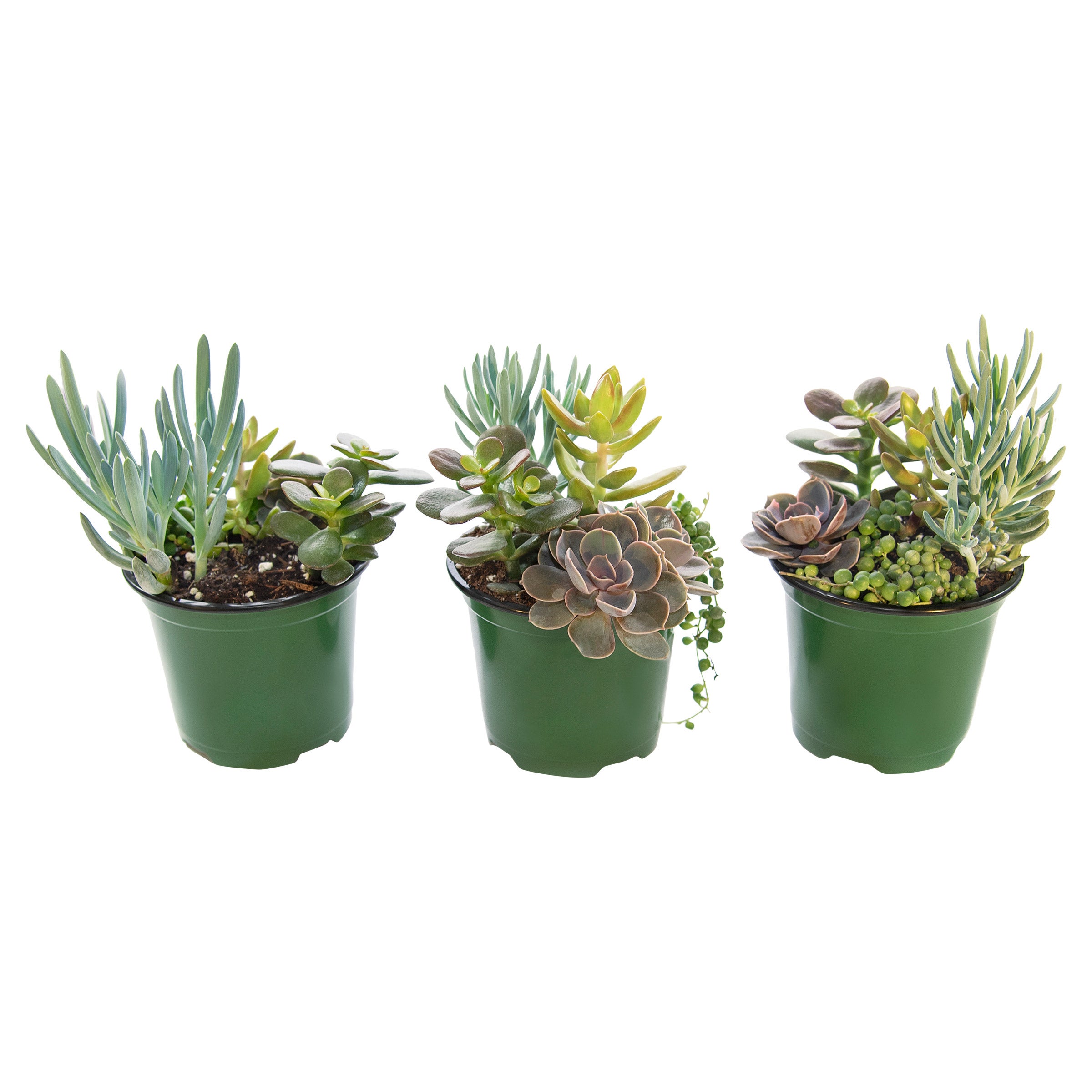 Living Canvas Seaside Suntan Succulents - 3-pack
