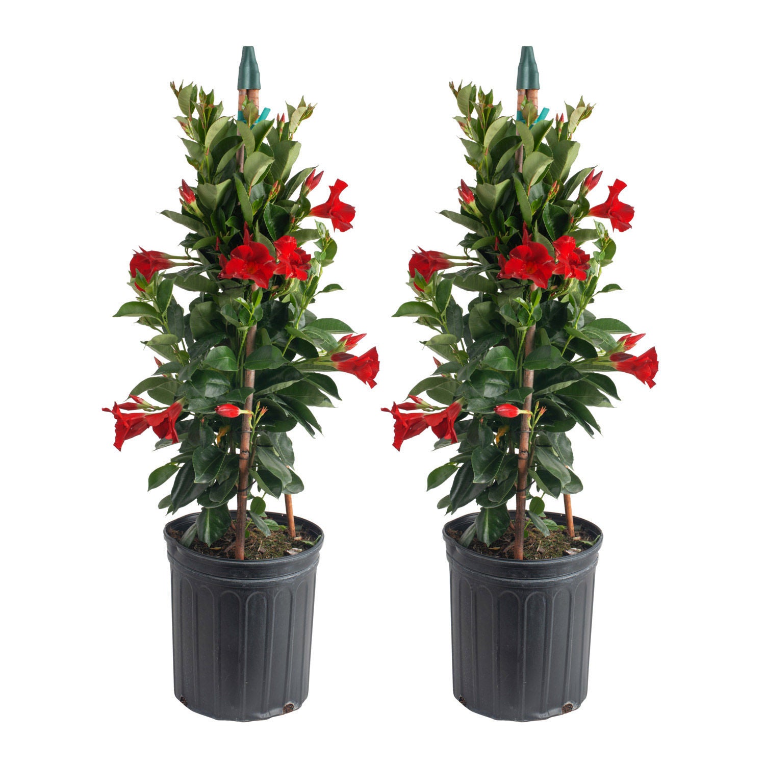 Costa Farms Mandevilla Teepee Flowering Plant in Nursery Pot, 2-pack