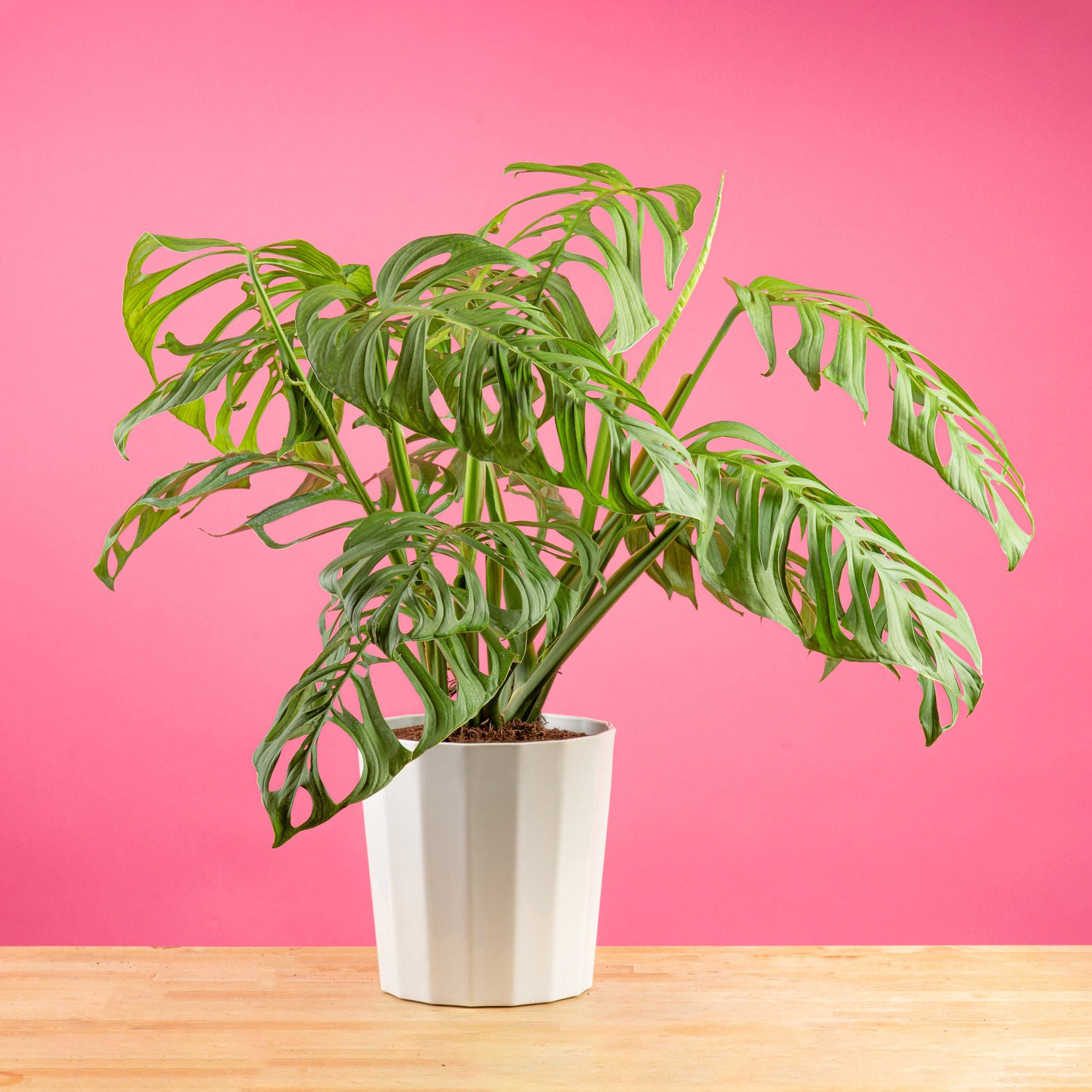 Costa Farms Monstera Esqueleto Houseplant in Decor Planter