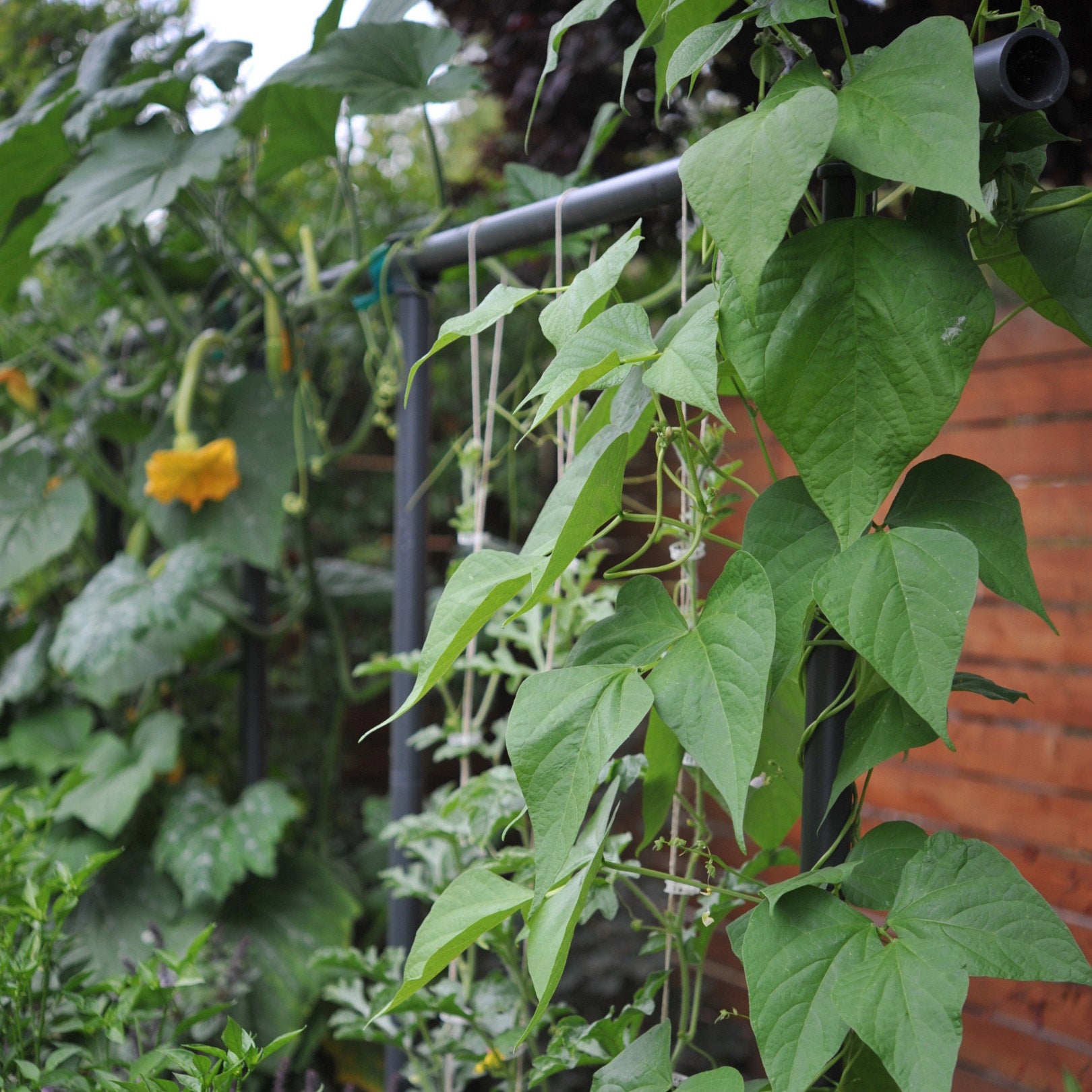 Freyr Garden Trellis Kit