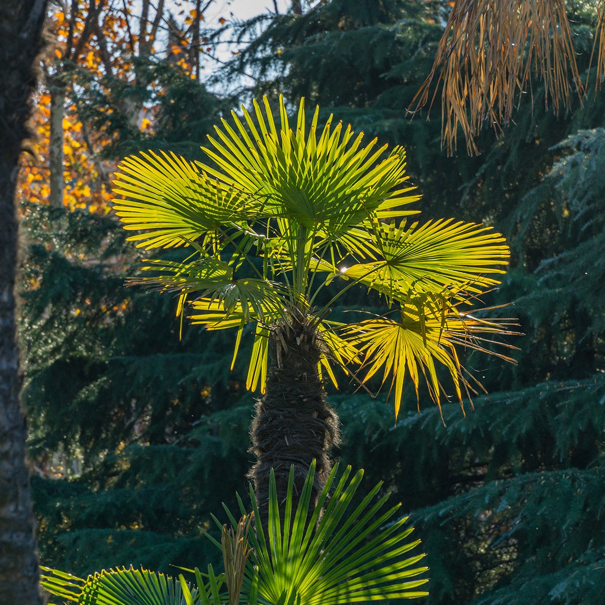 Windmill Palm Tree, 2-pack