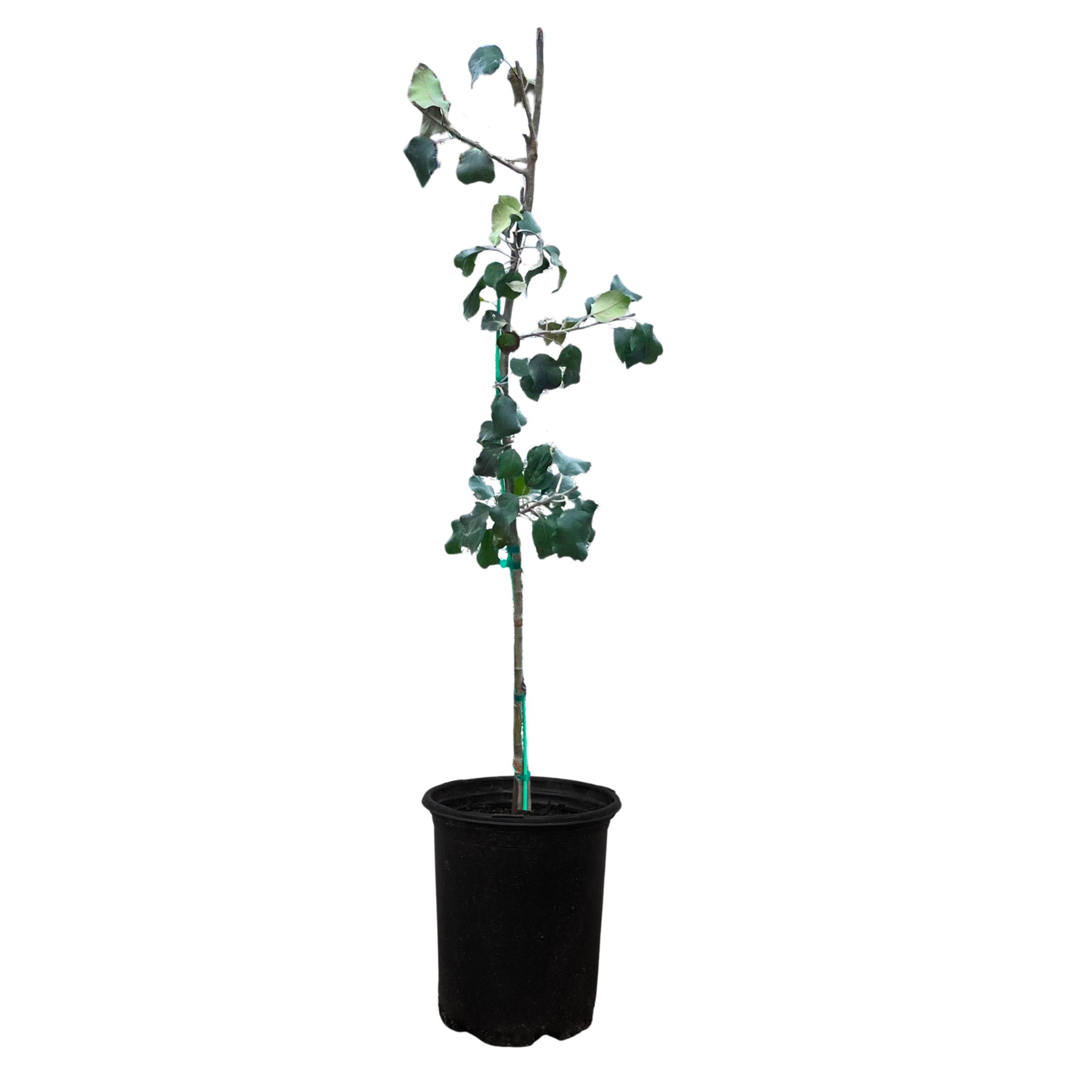 Alder & Oak EZ- Pick Apple Tree