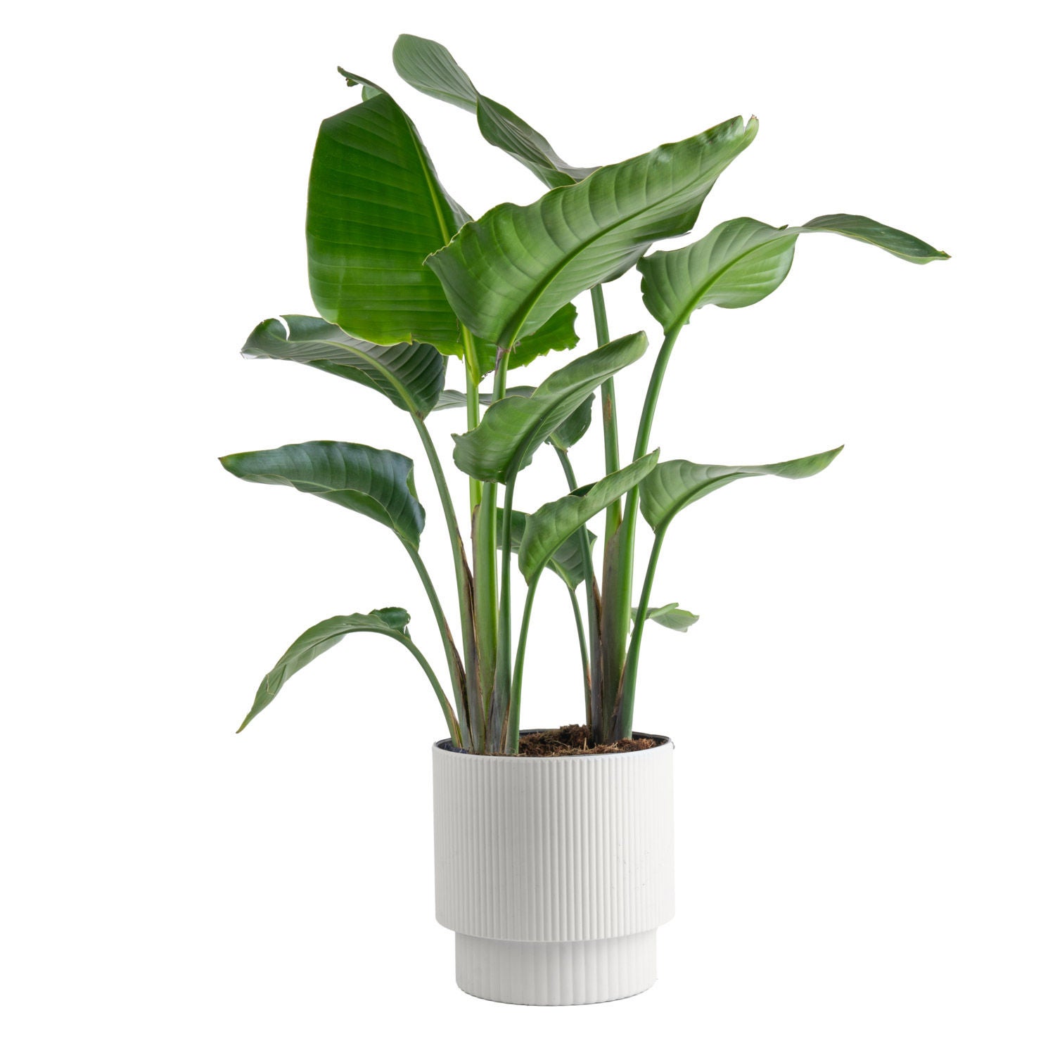 Costa Farms White Bird of Paradise, Strelitzia Nicolai, Houseplant in Décor Planter