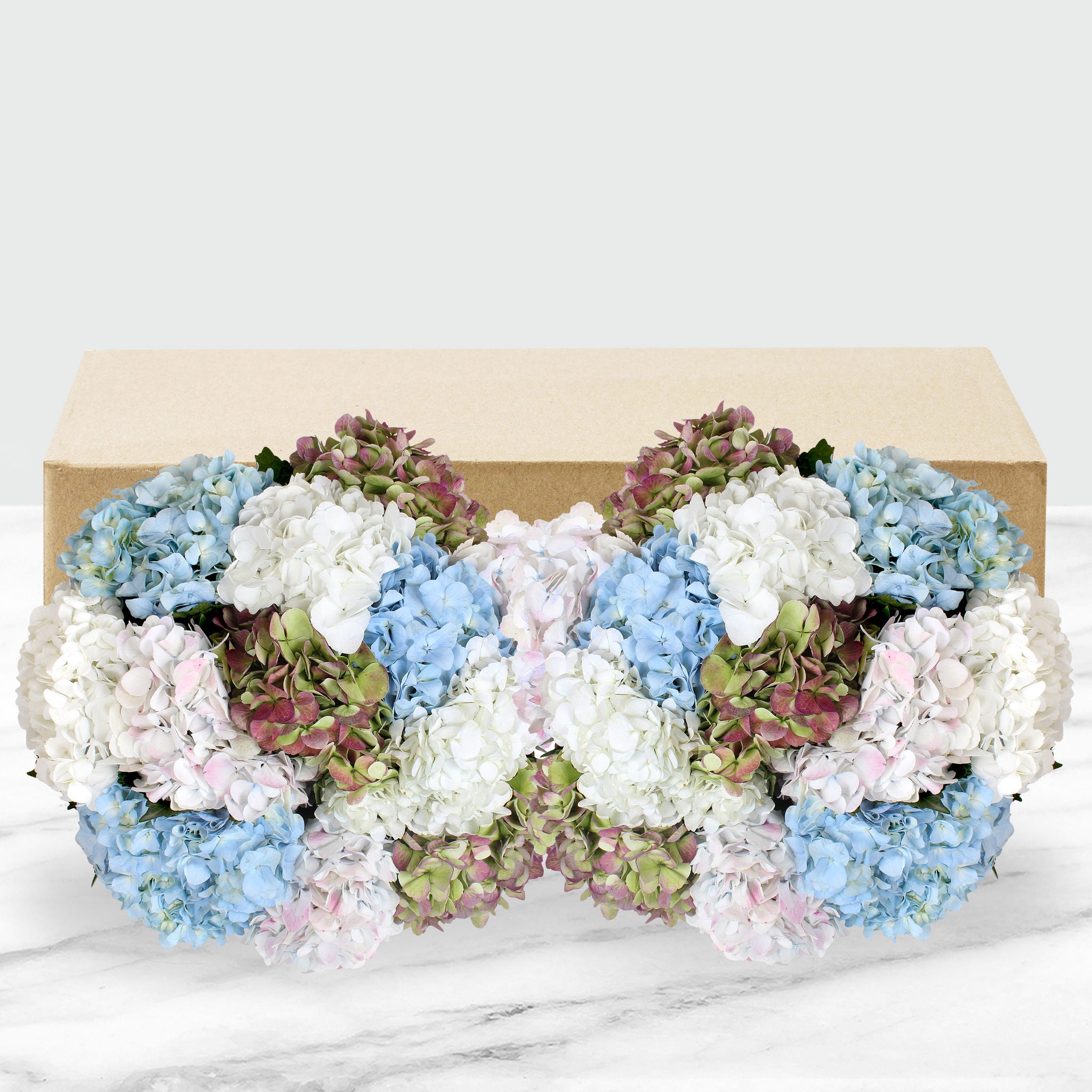 24-stem Hydrangeas