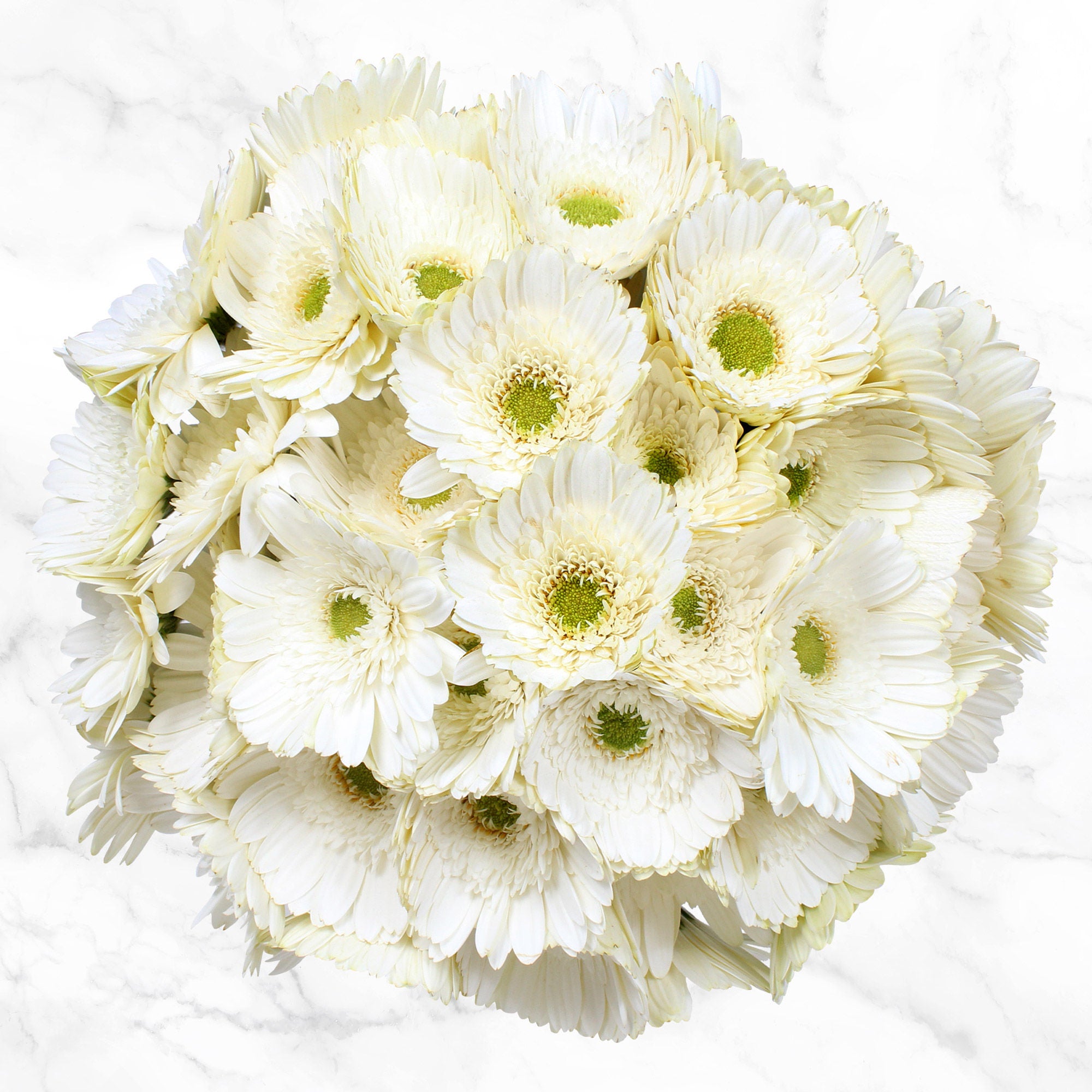 60-stem Gerberas