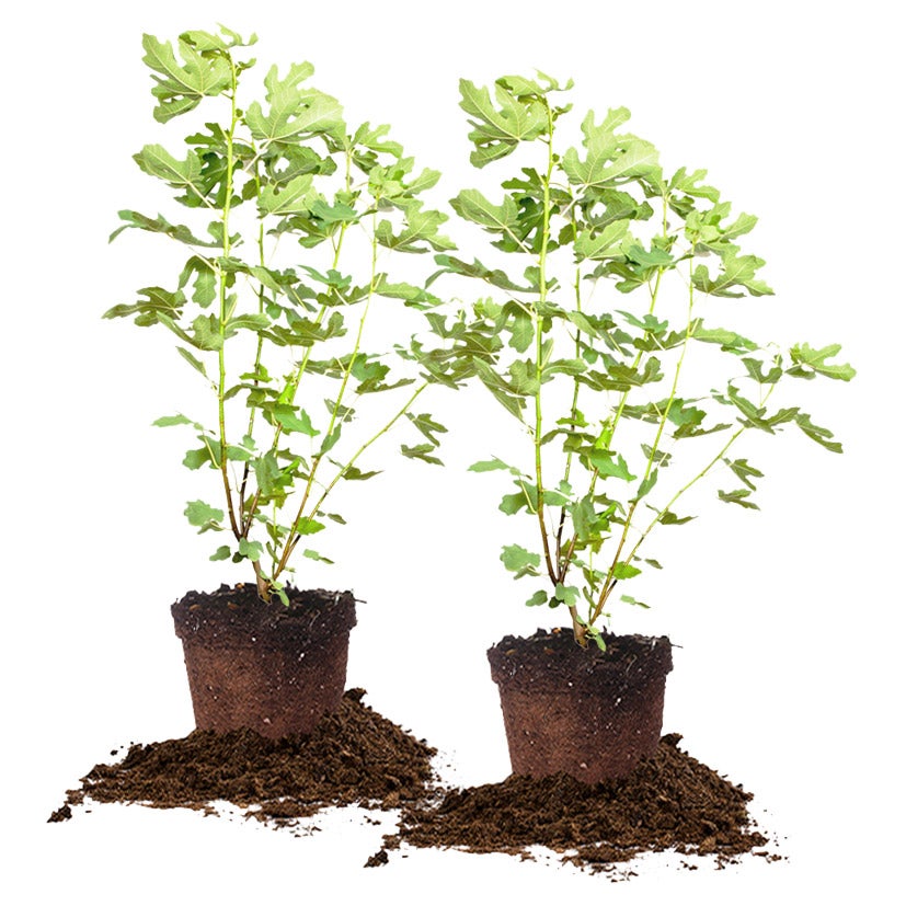 Brown Turkey Fig 2-pack 3 Gallon