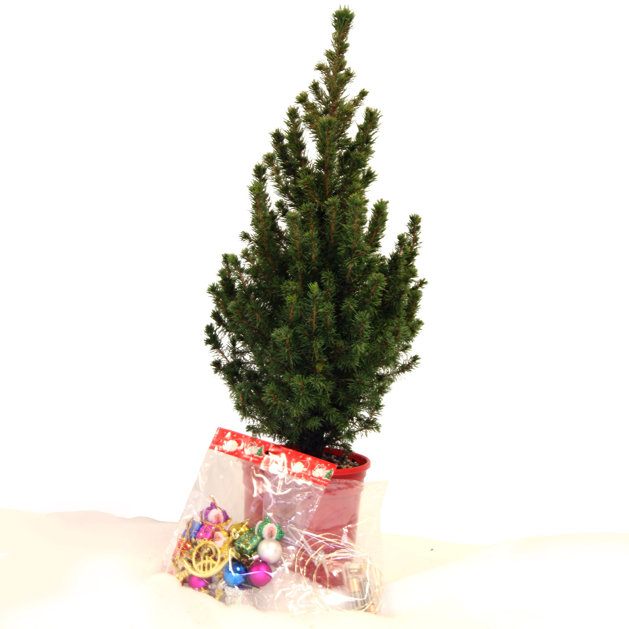 1-Gal. Dwarf Alberta Spruce Holiday Decorating Kit