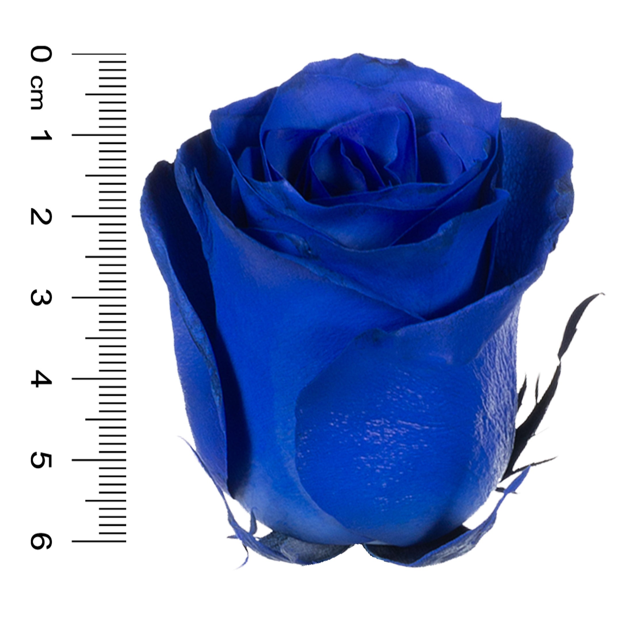 50-stem Blue Roses