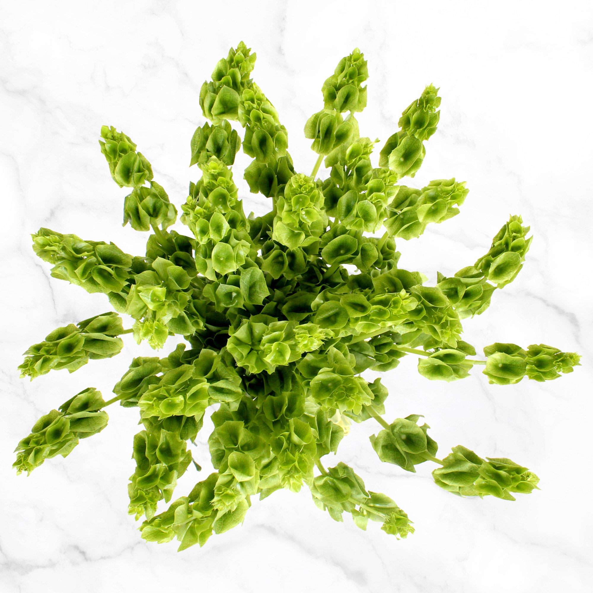 100-stem Assorted Green Fillers