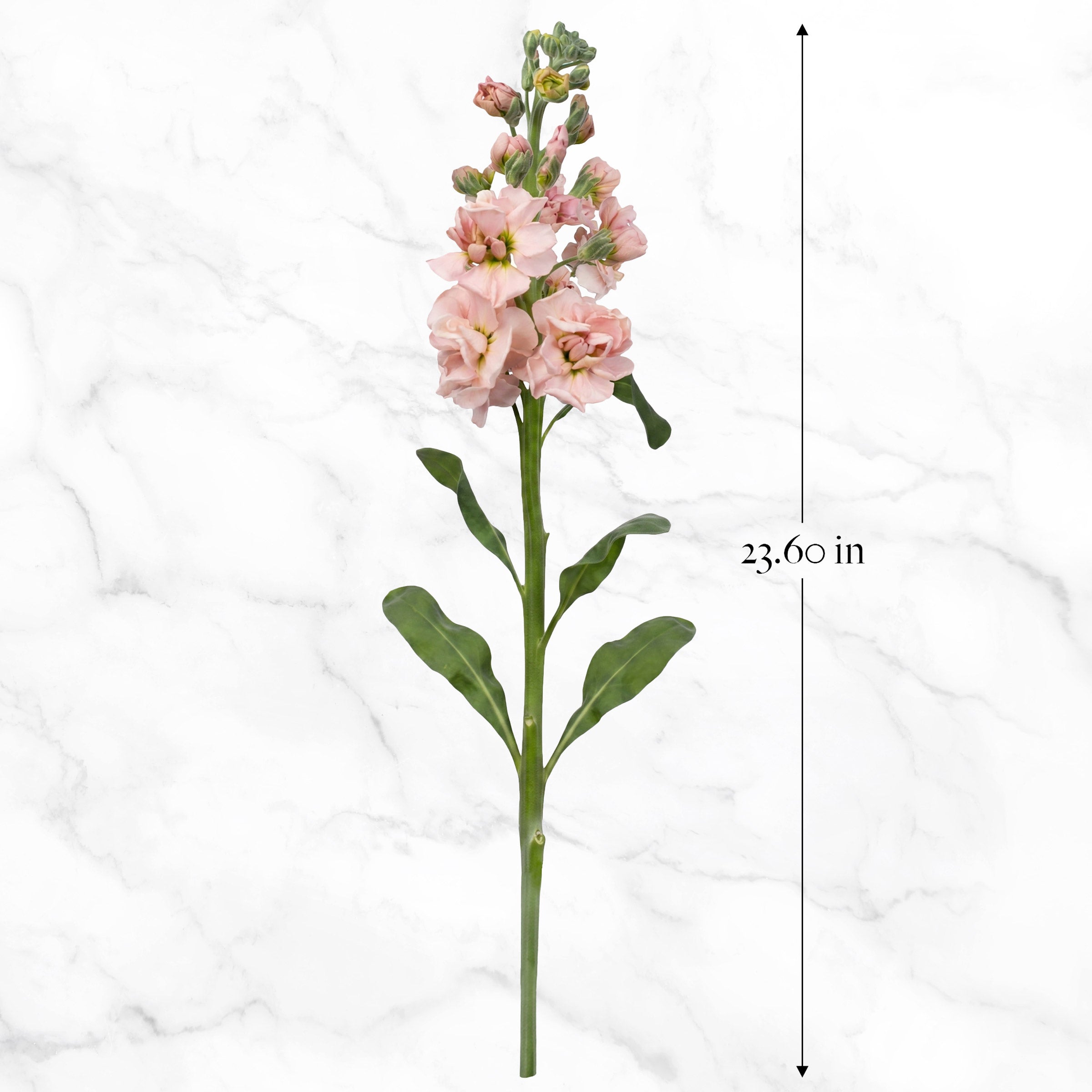 Bulk Flowers Stock, 100-Stems