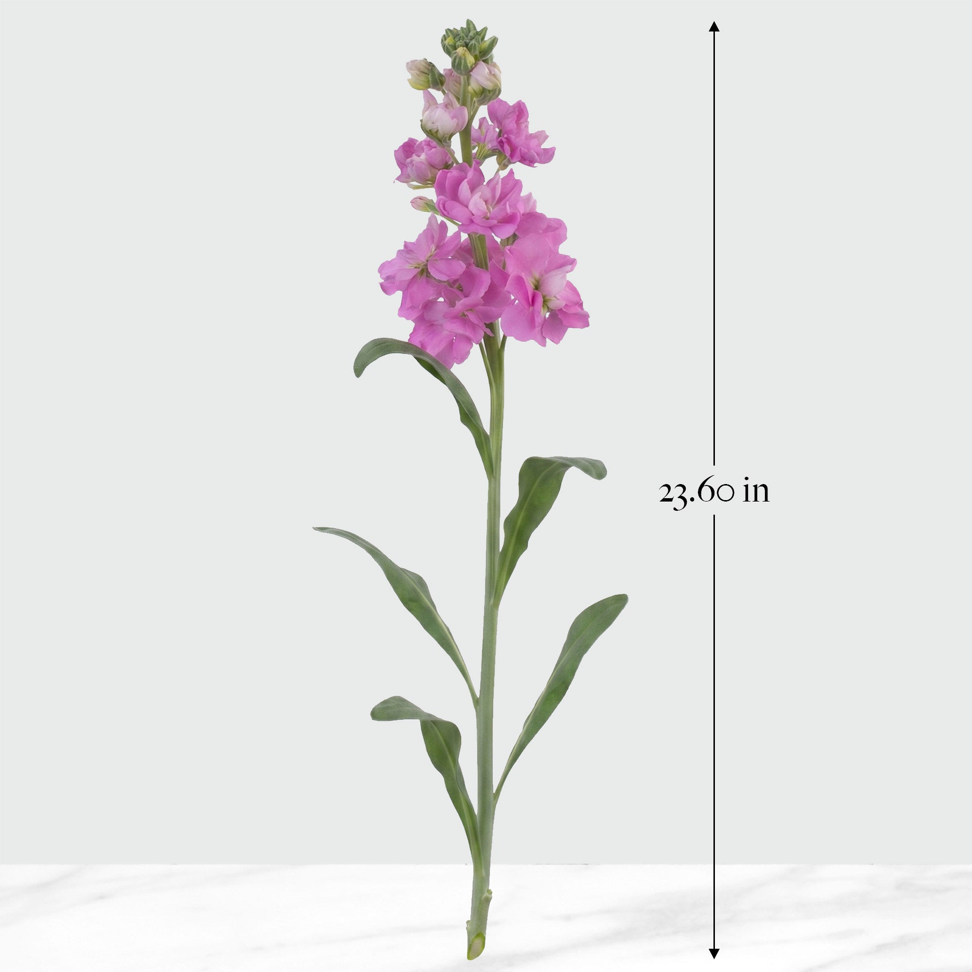 Bulk Flowers Stock, 100-Stems