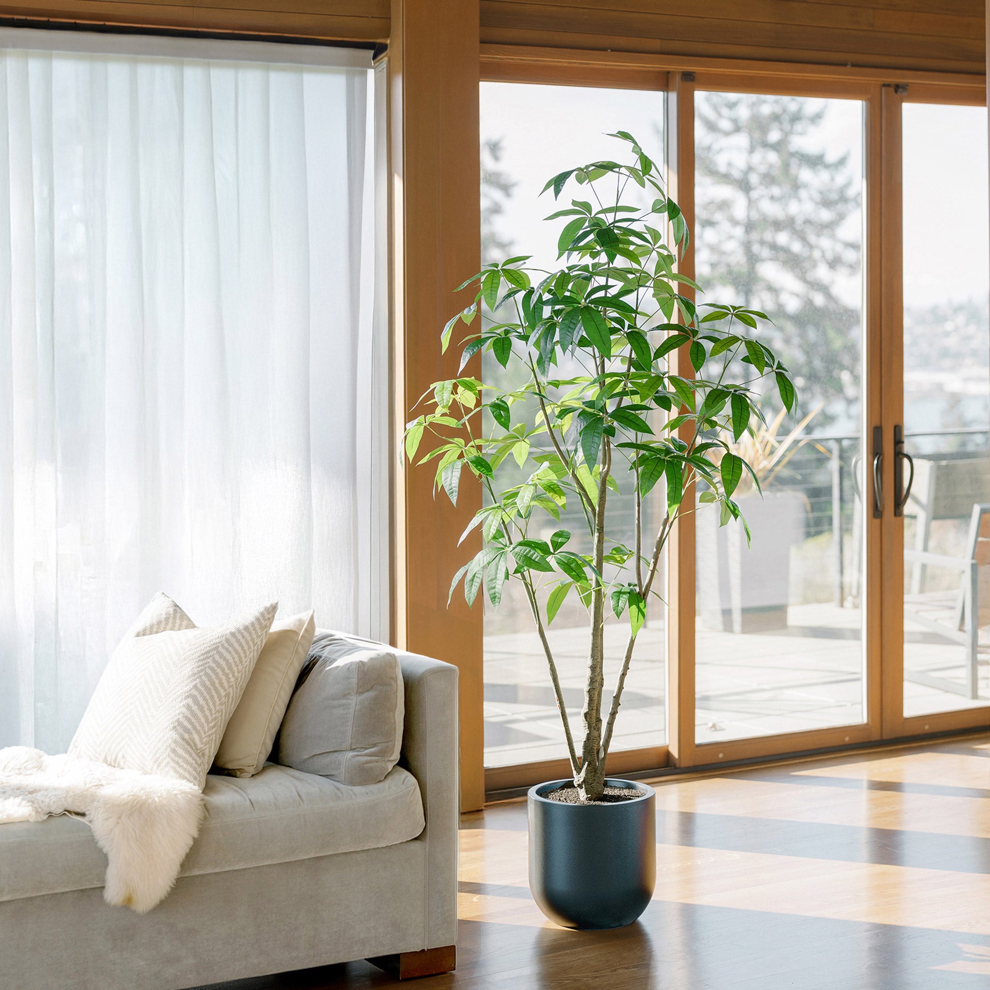 Faux 6.5' Schefflera Tree