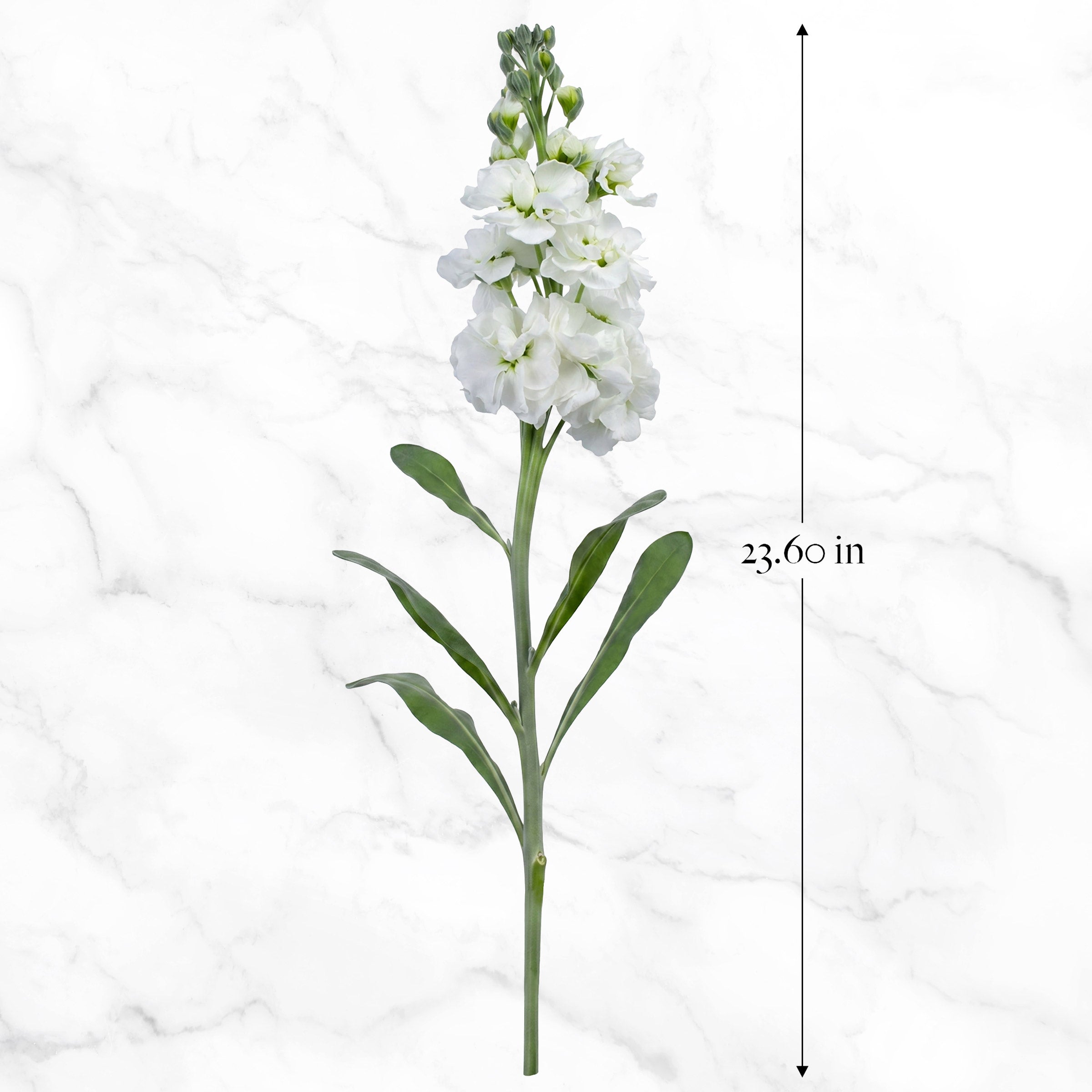 Bulk Flowers Stock, 100-Stems