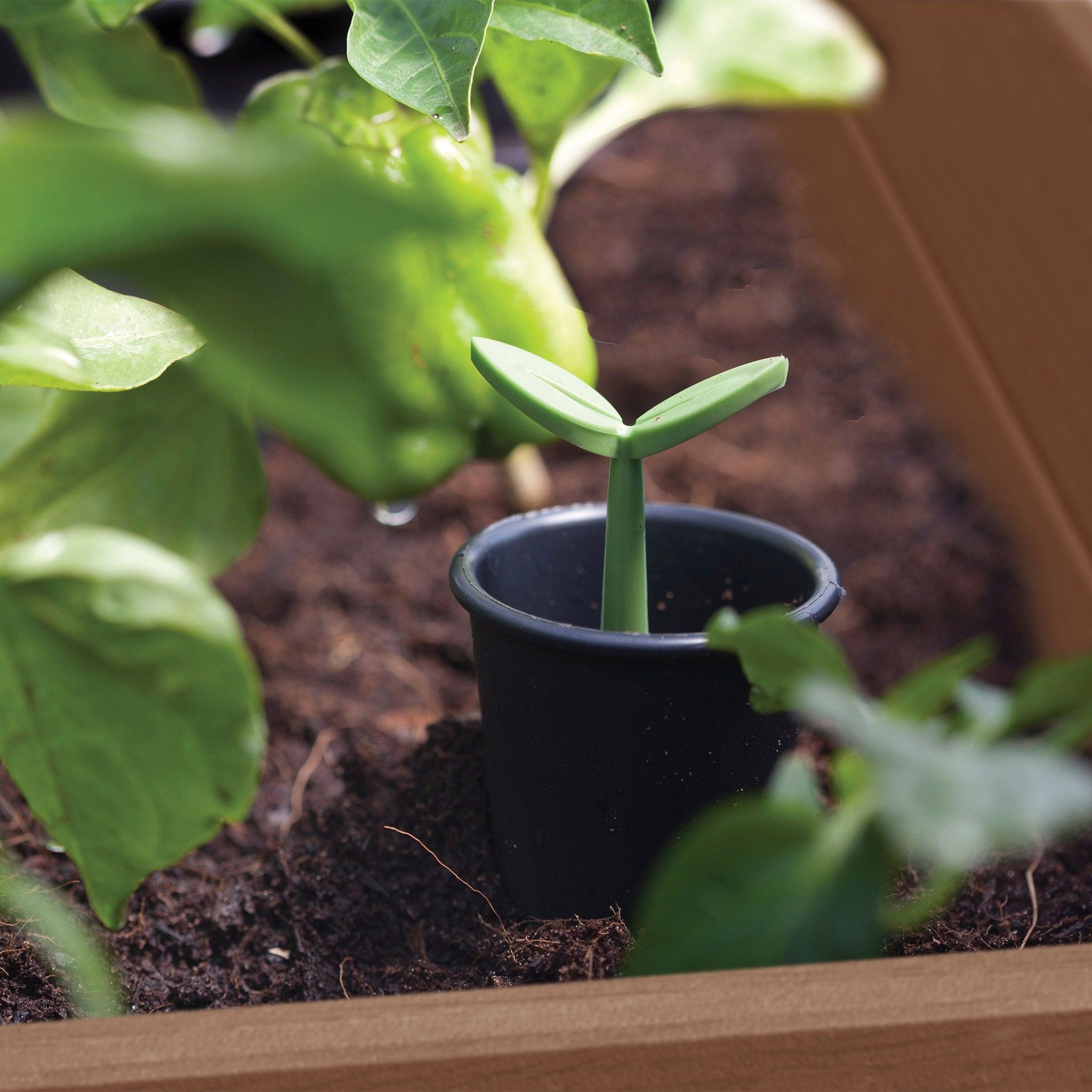 Walnut Elevated Garden Bed